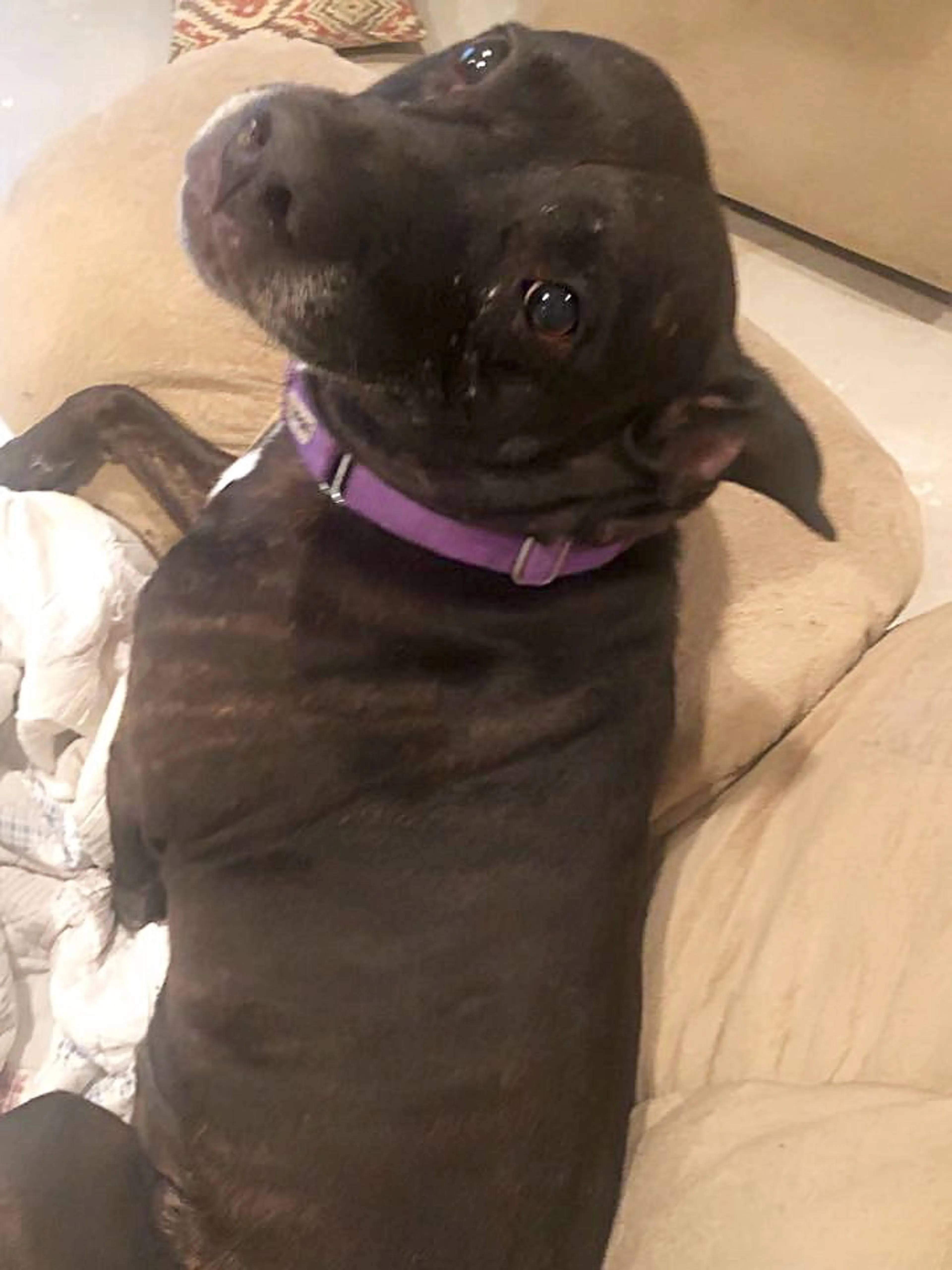 Found pet-0