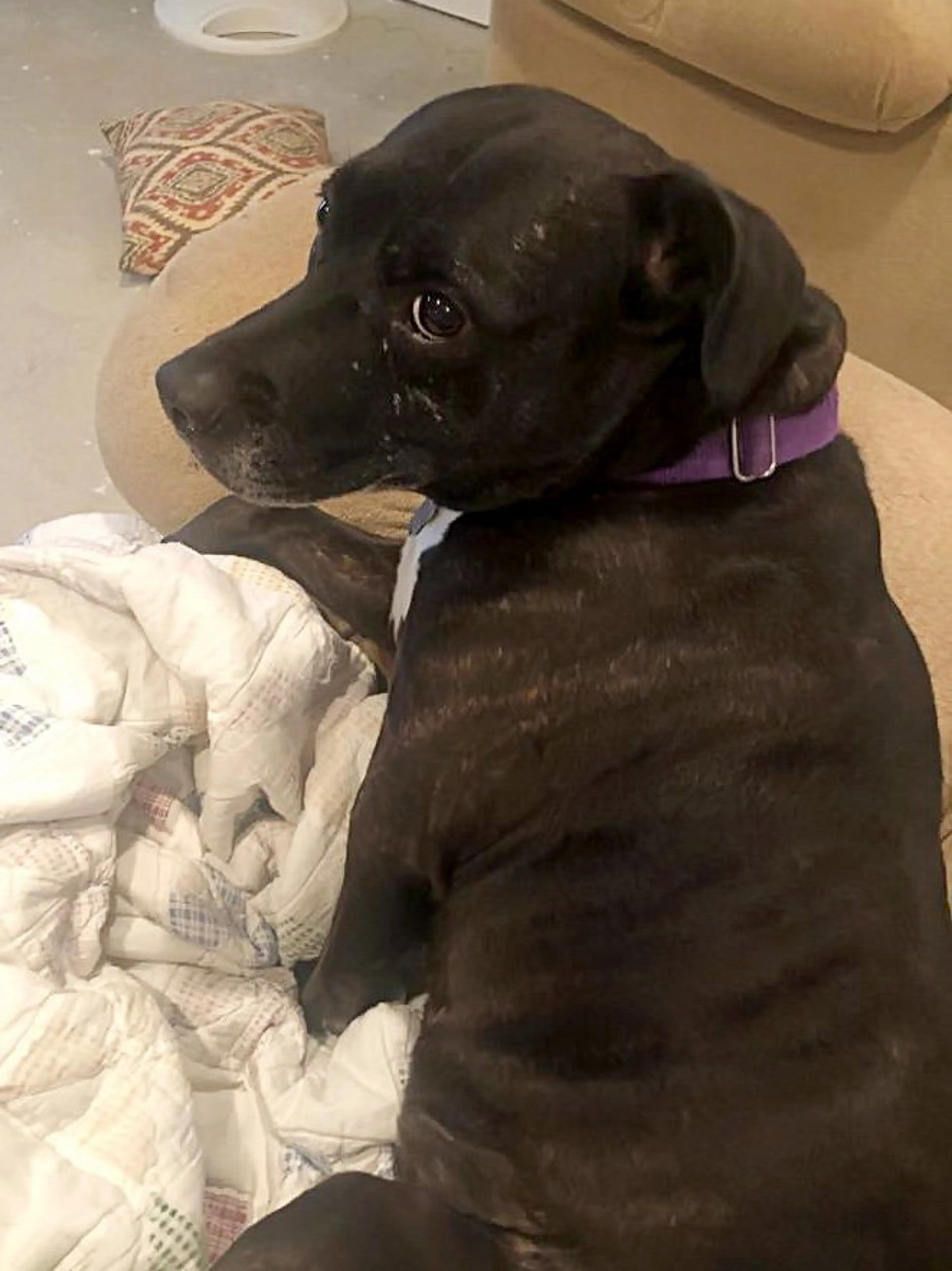 Found pet-1