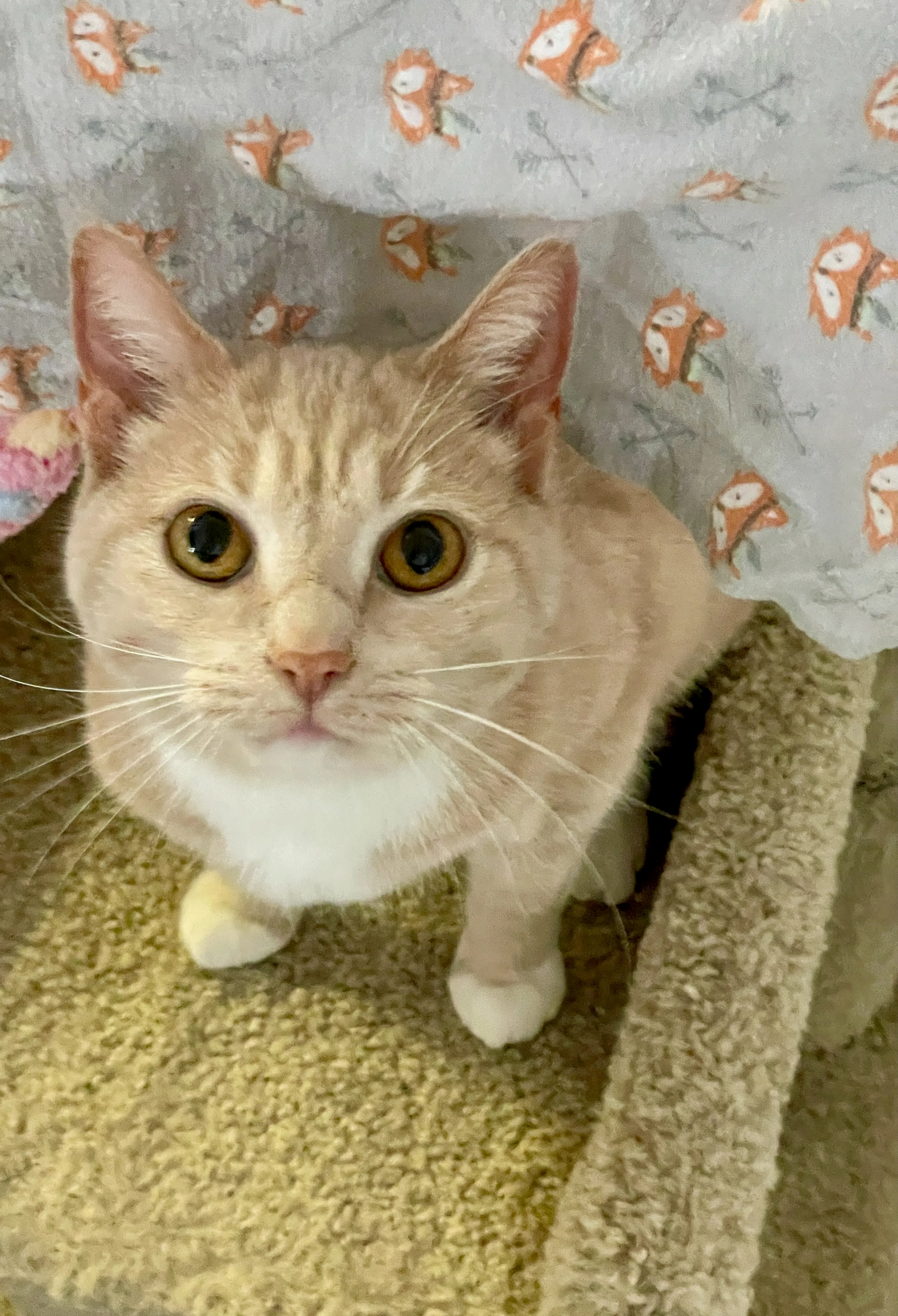 cdn image