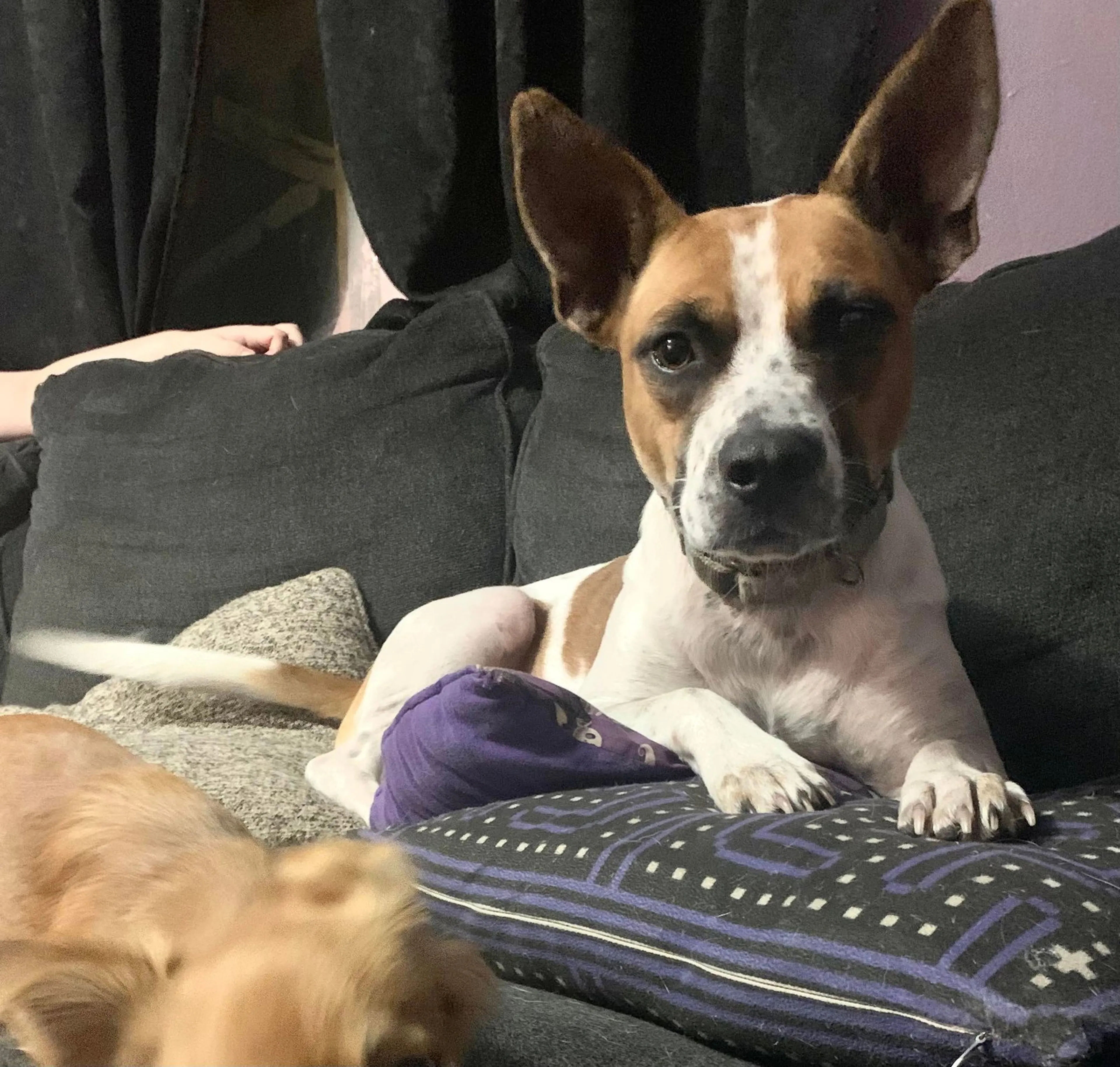cdn image
