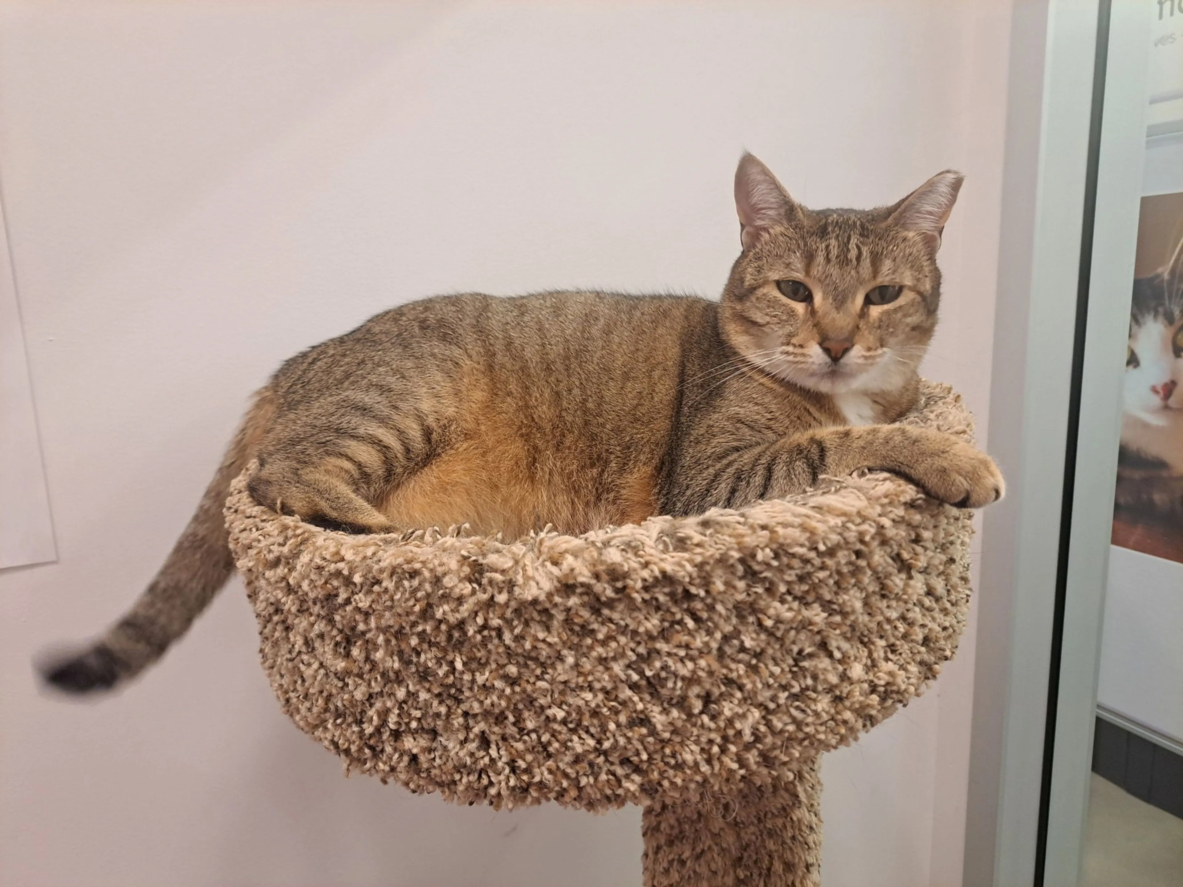Found pet-5