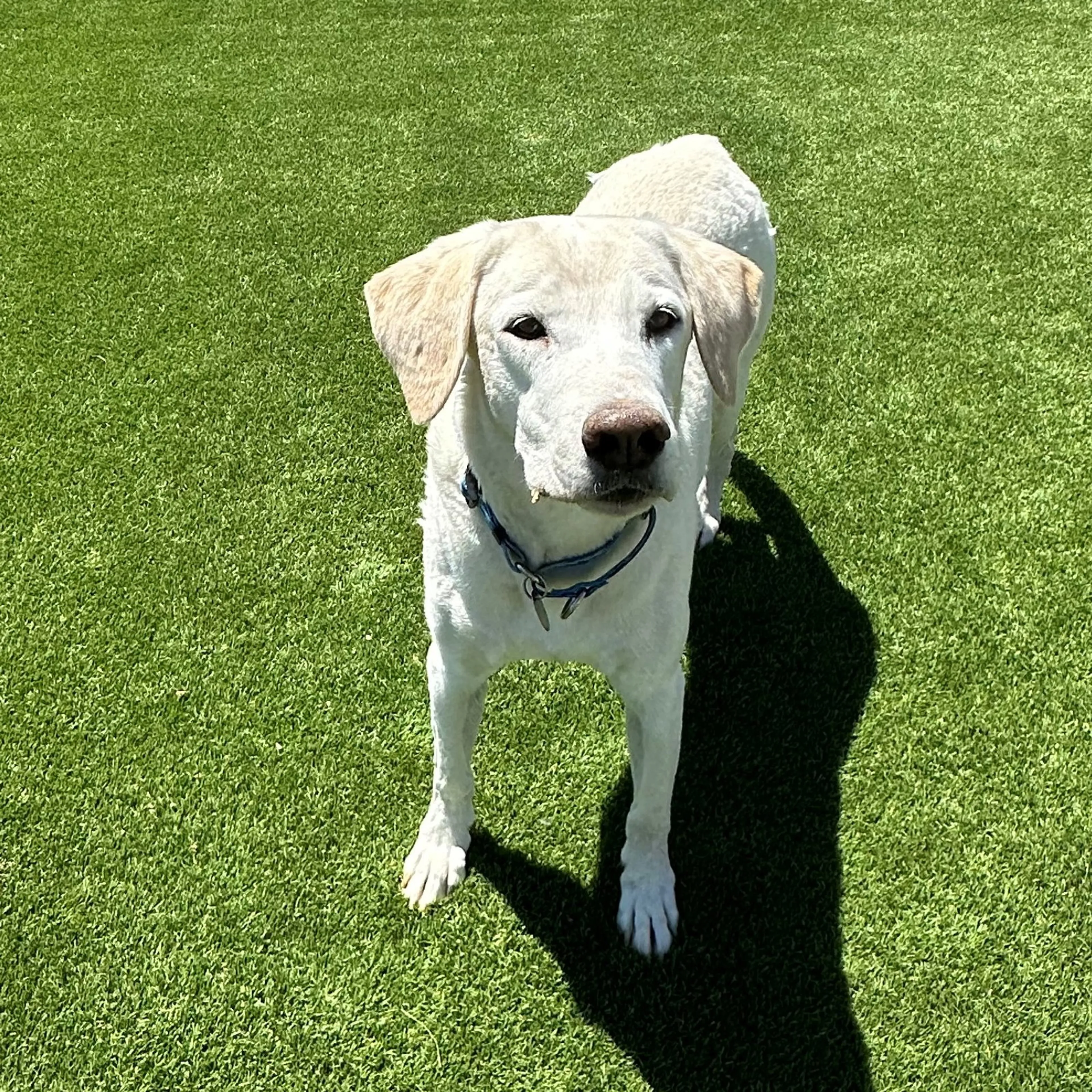 Found pet-1
