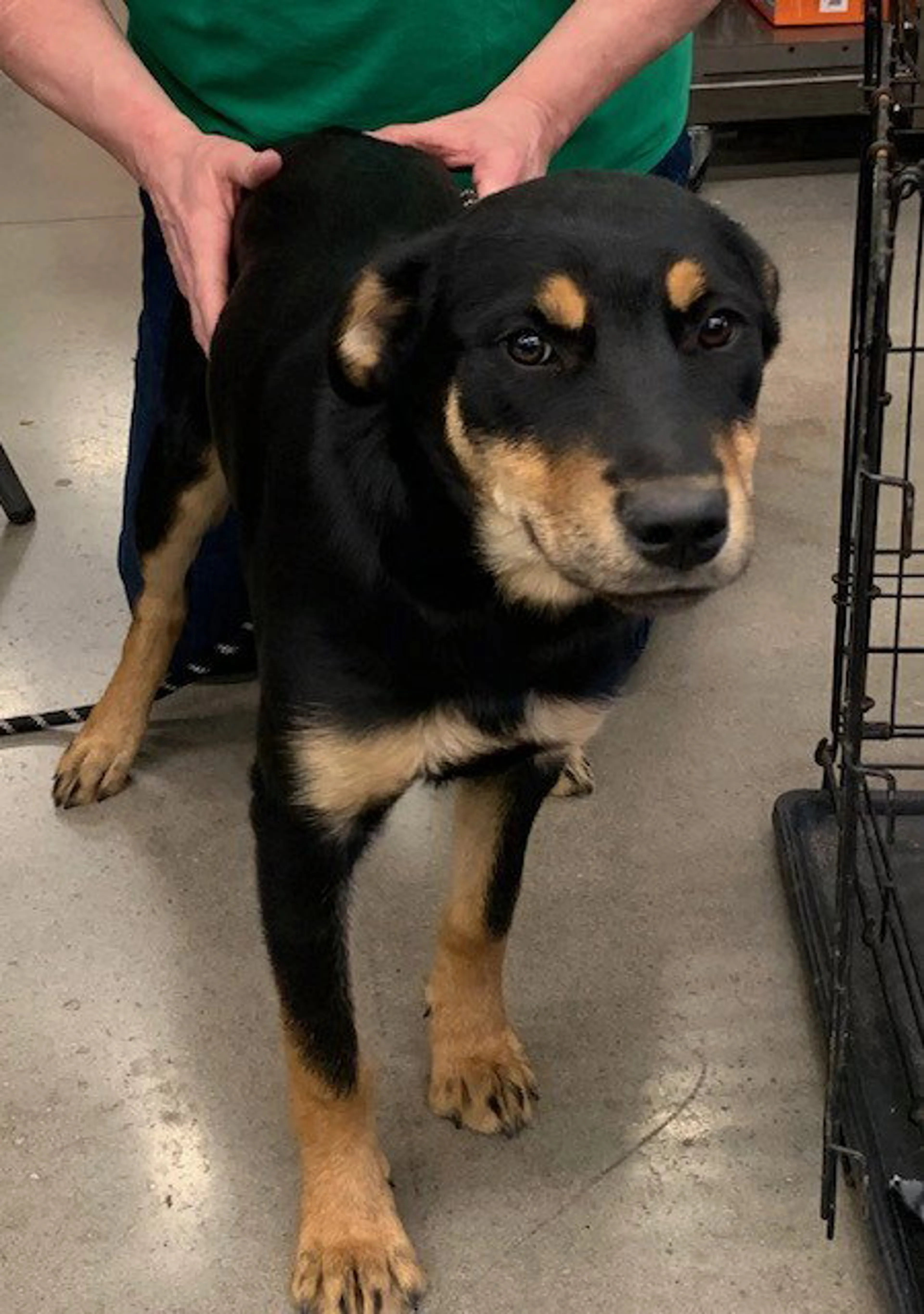 Found pet-1