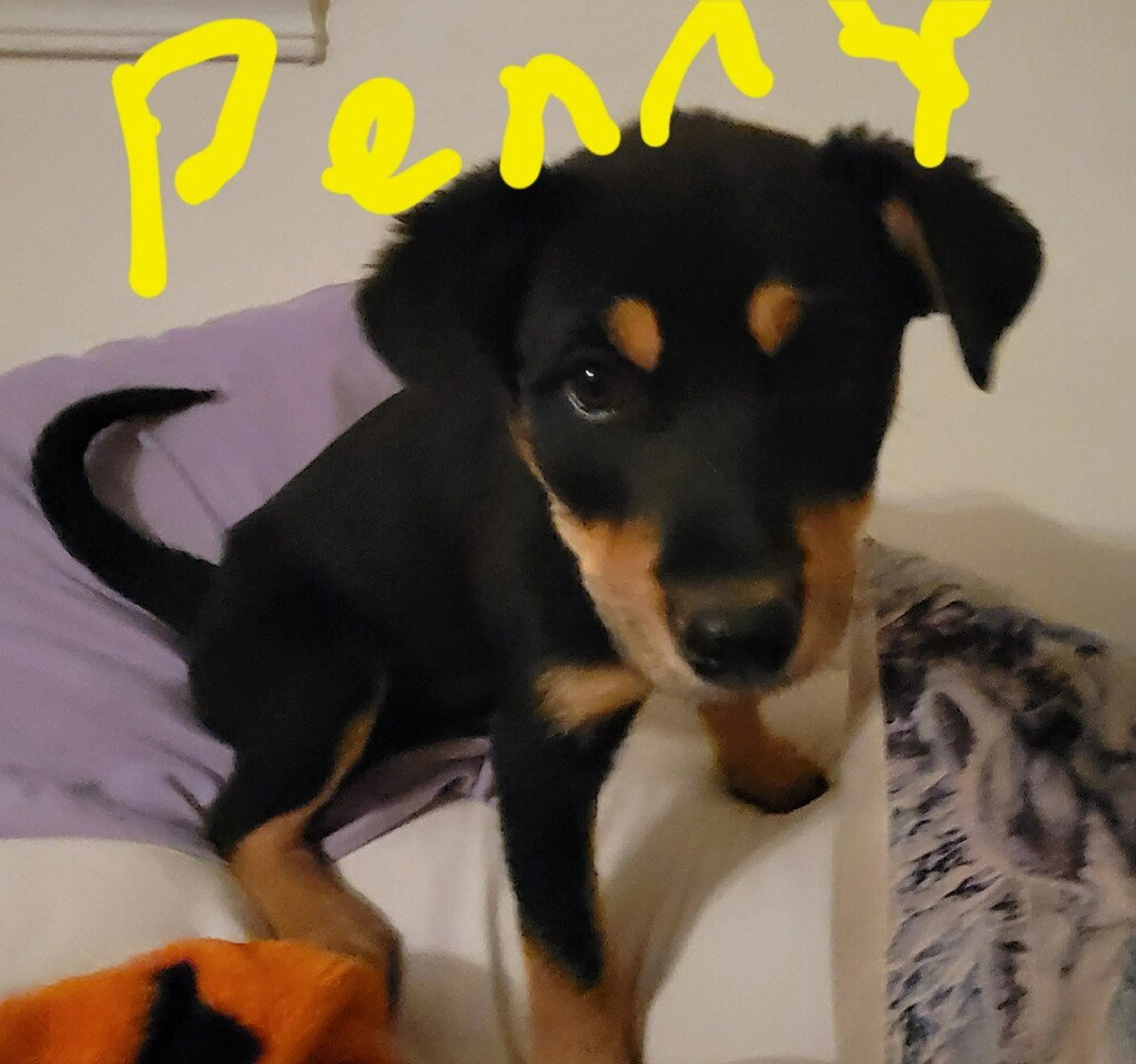 Found pet-2