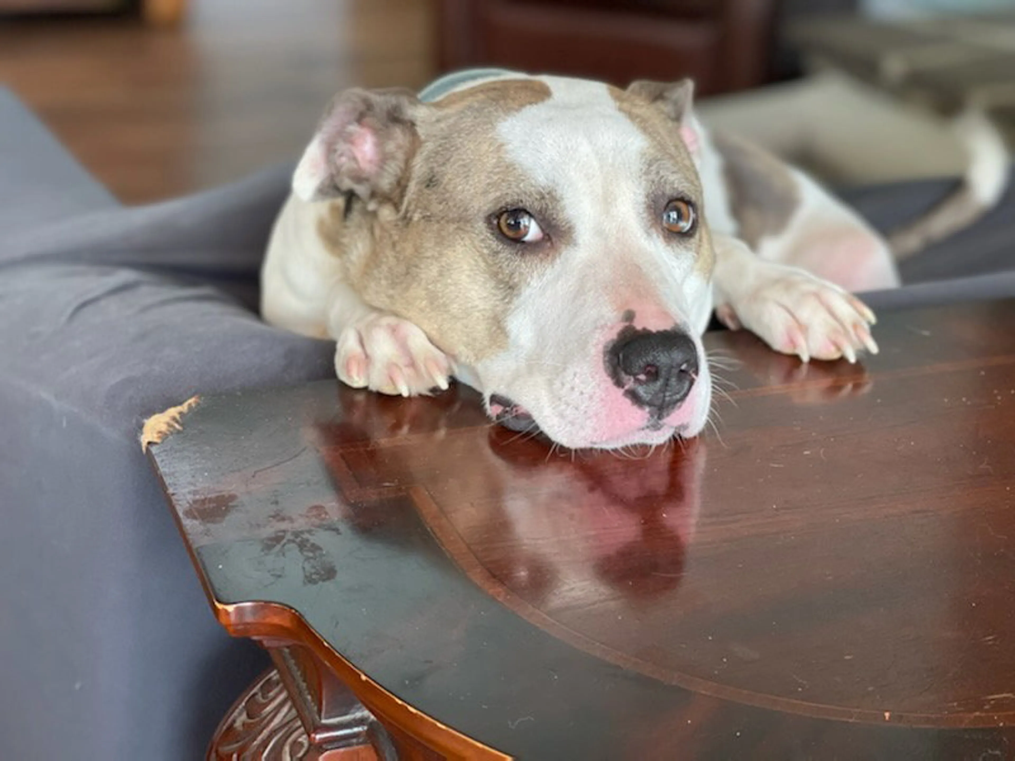 Found pet-2
