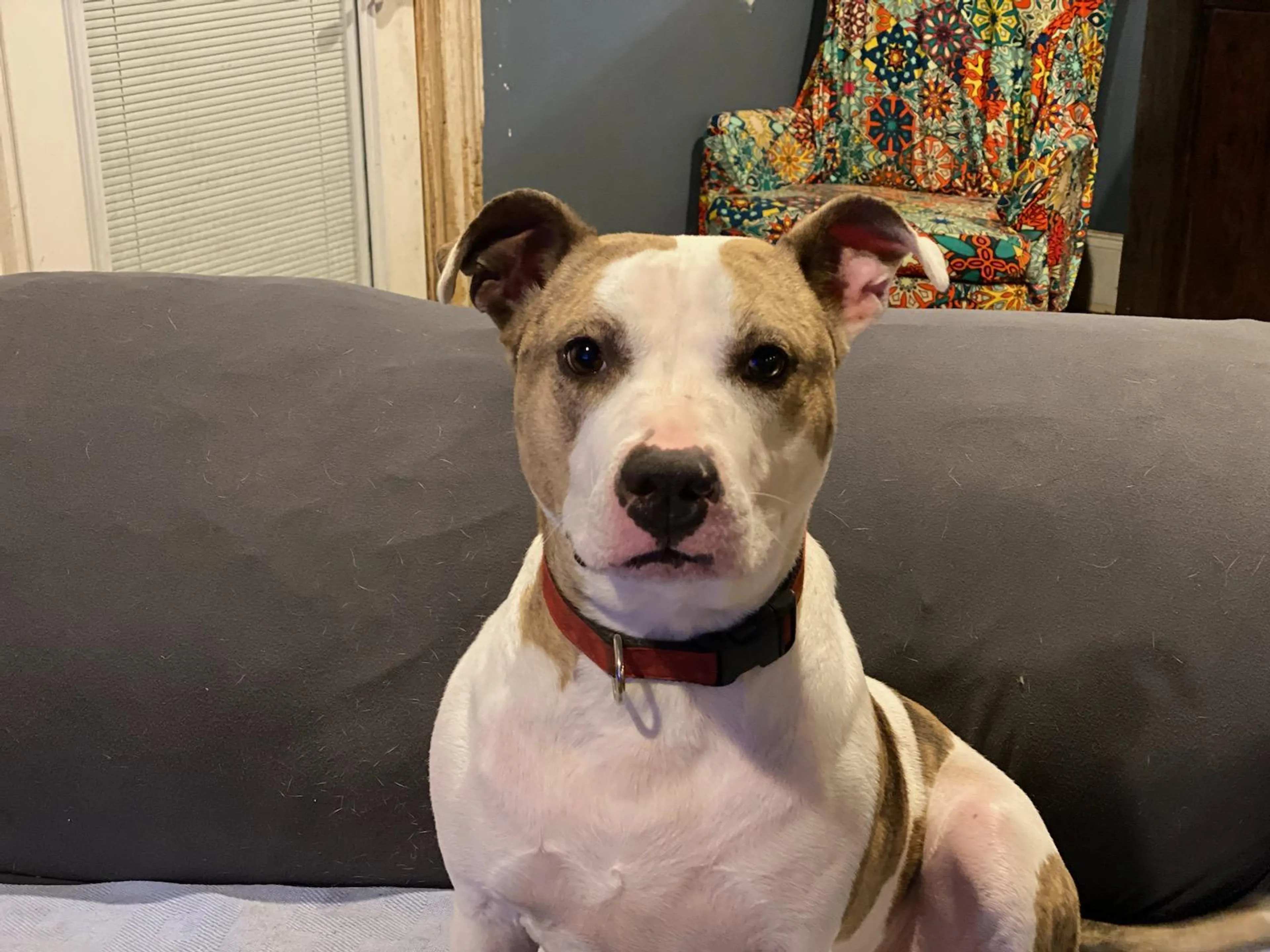 Found pet-4
