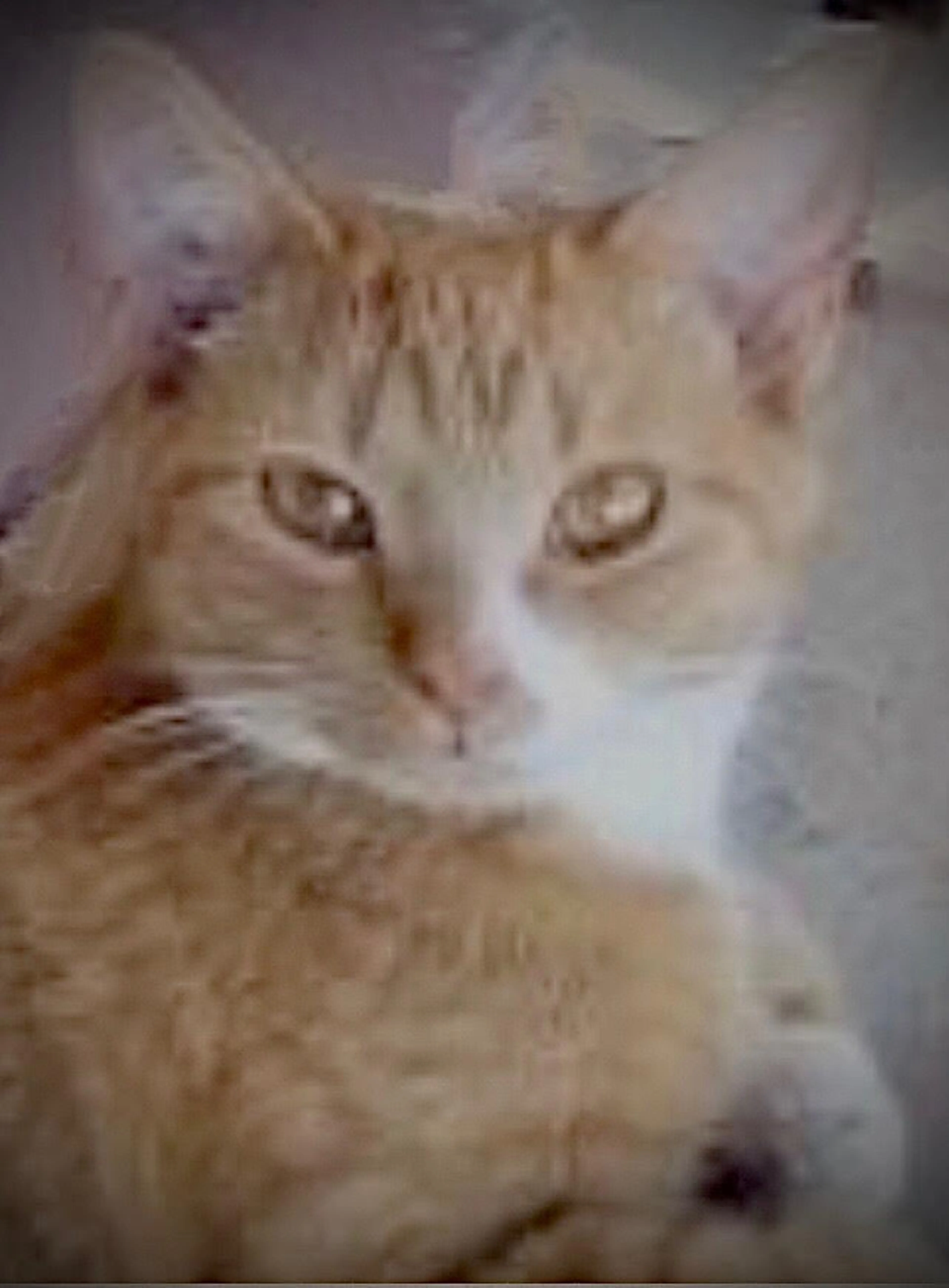 Found pet-0