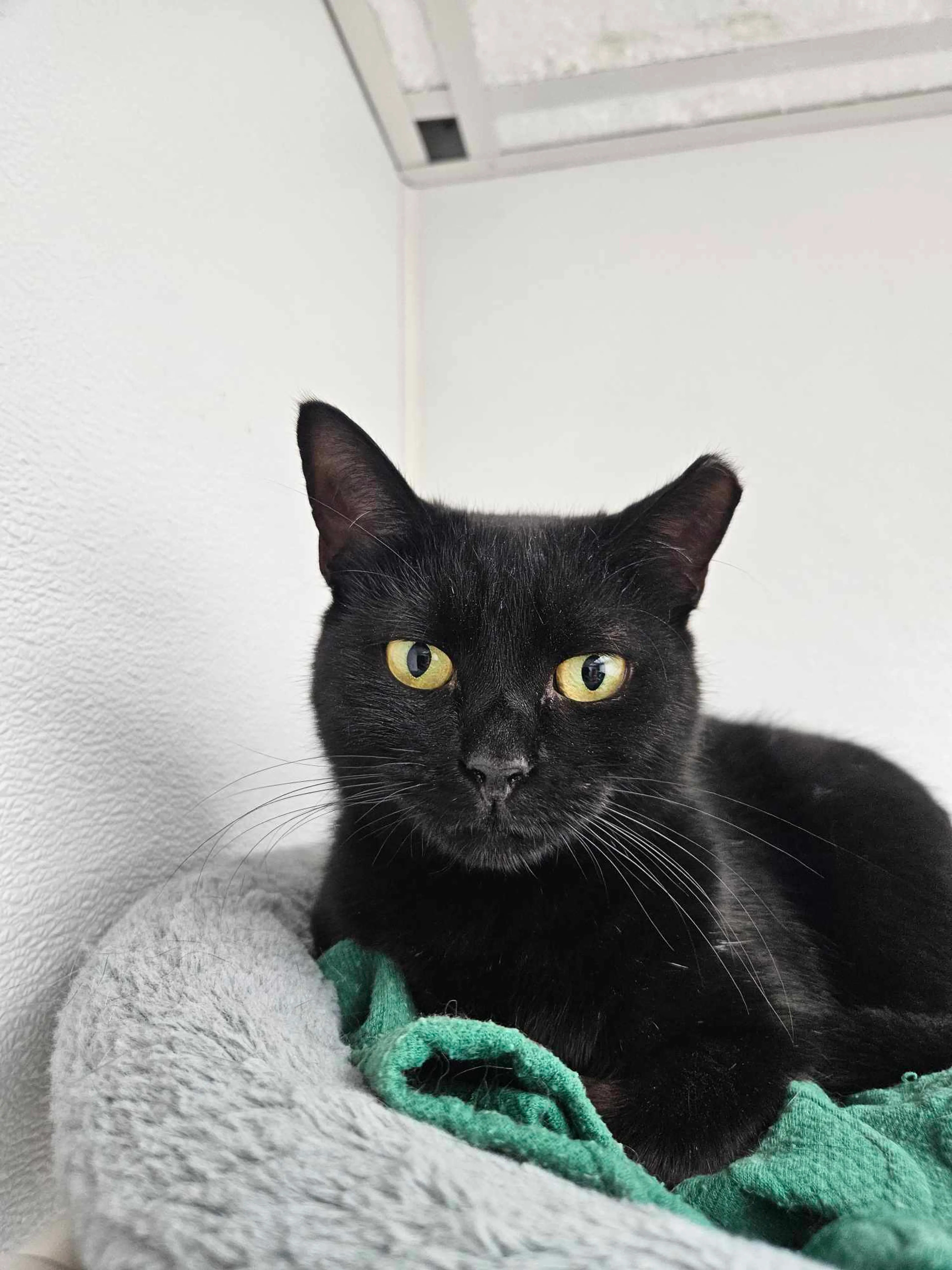 Found pet-8