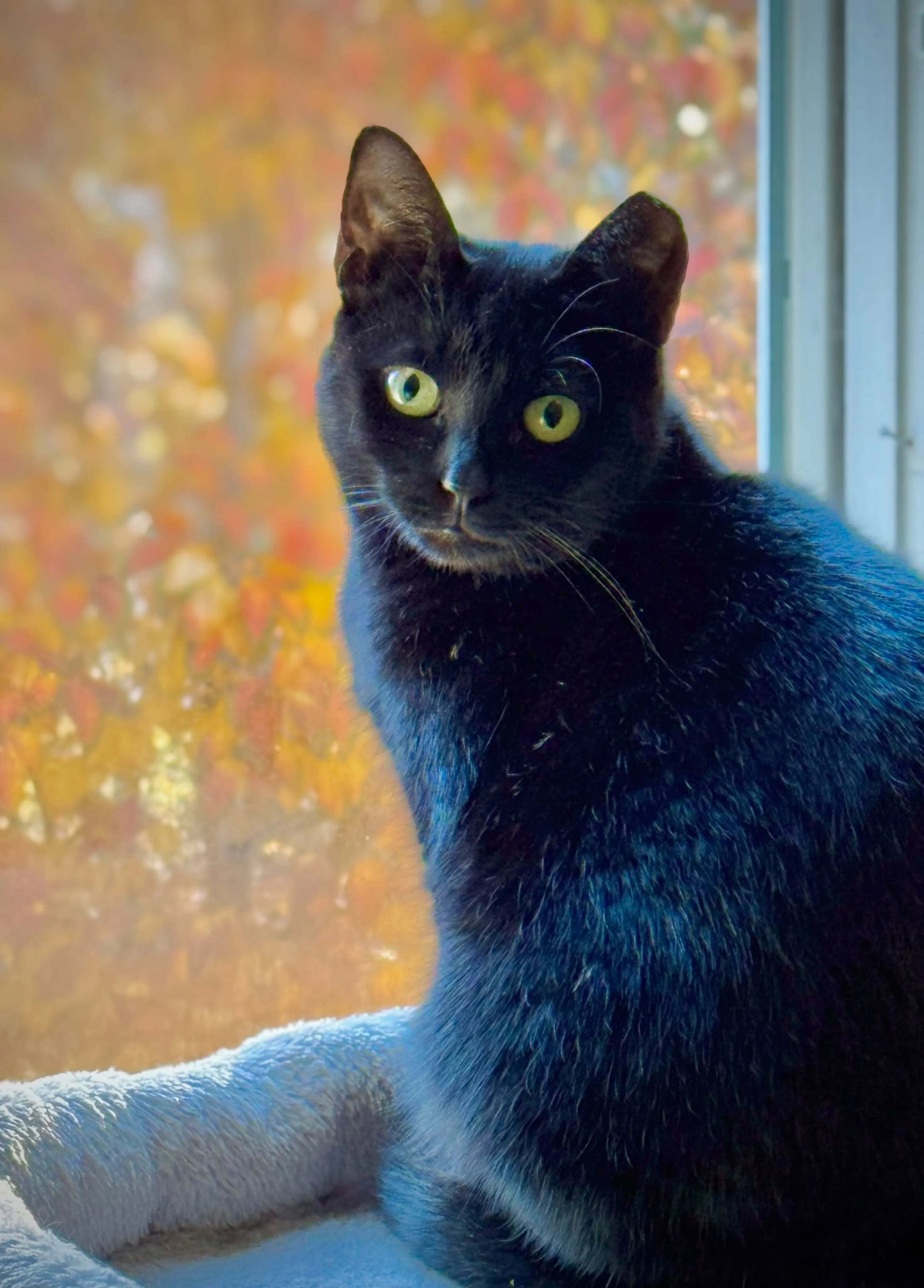 Found pet-1