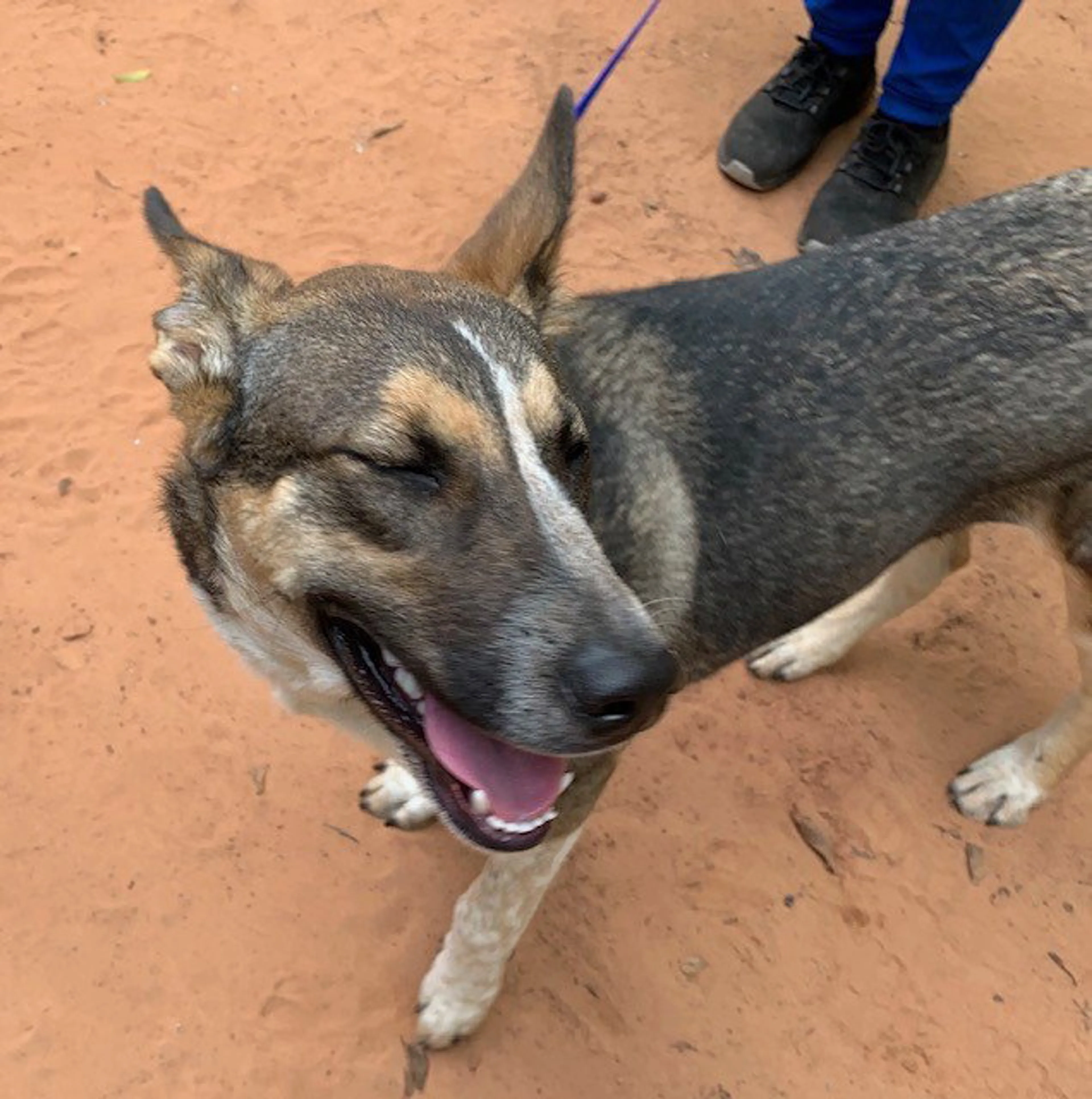 Found pet-4