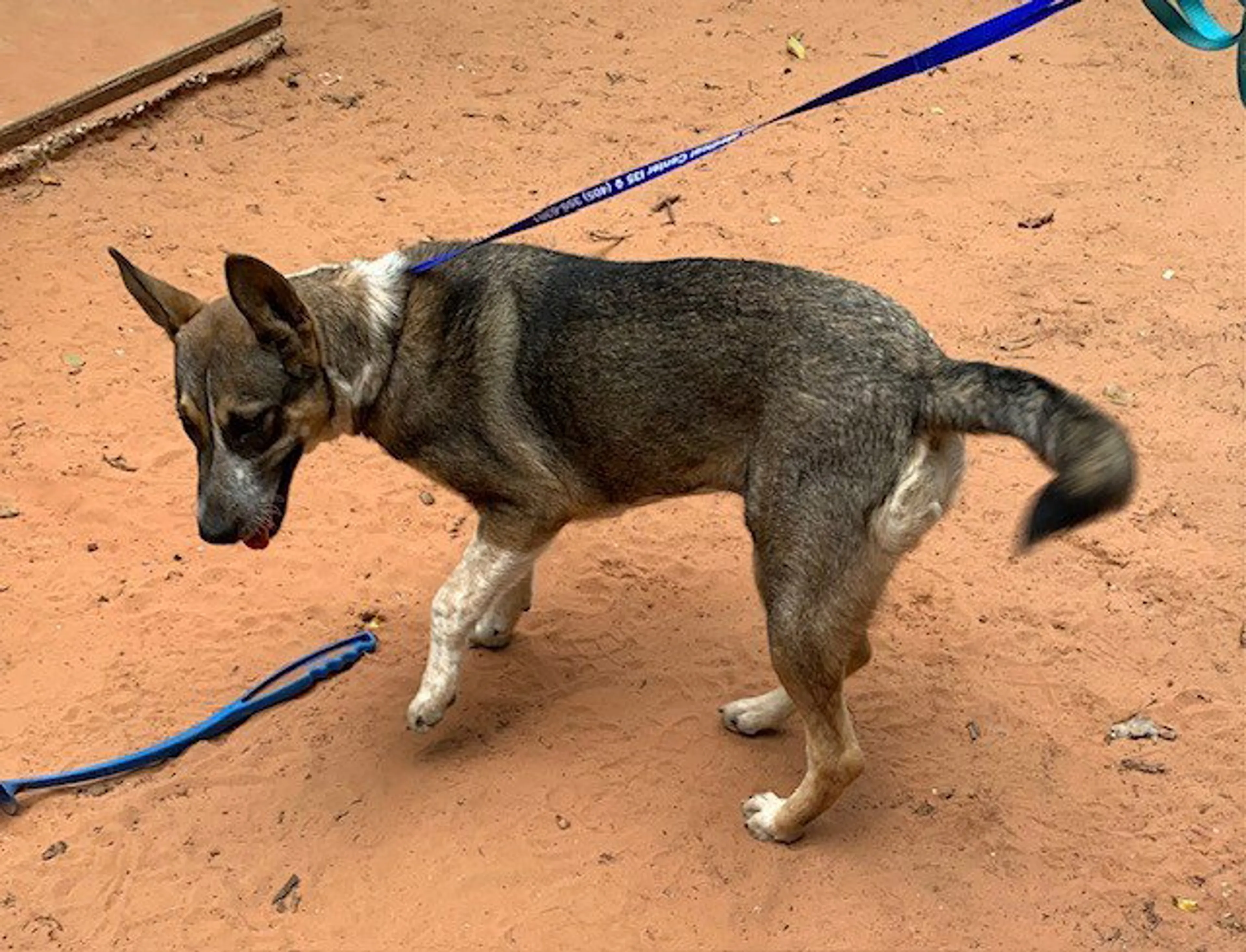 Found pet-2
