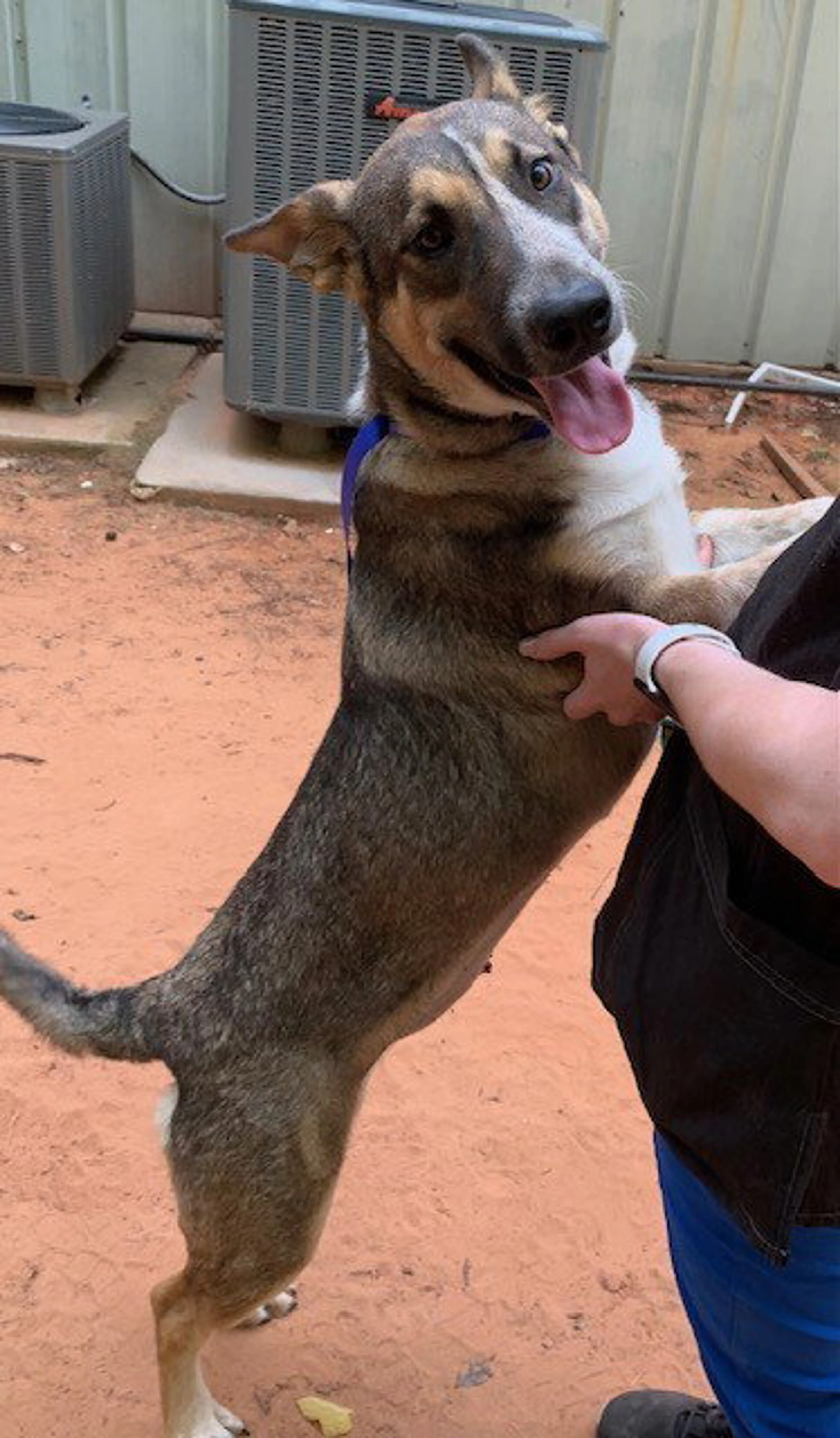 Found pet-3