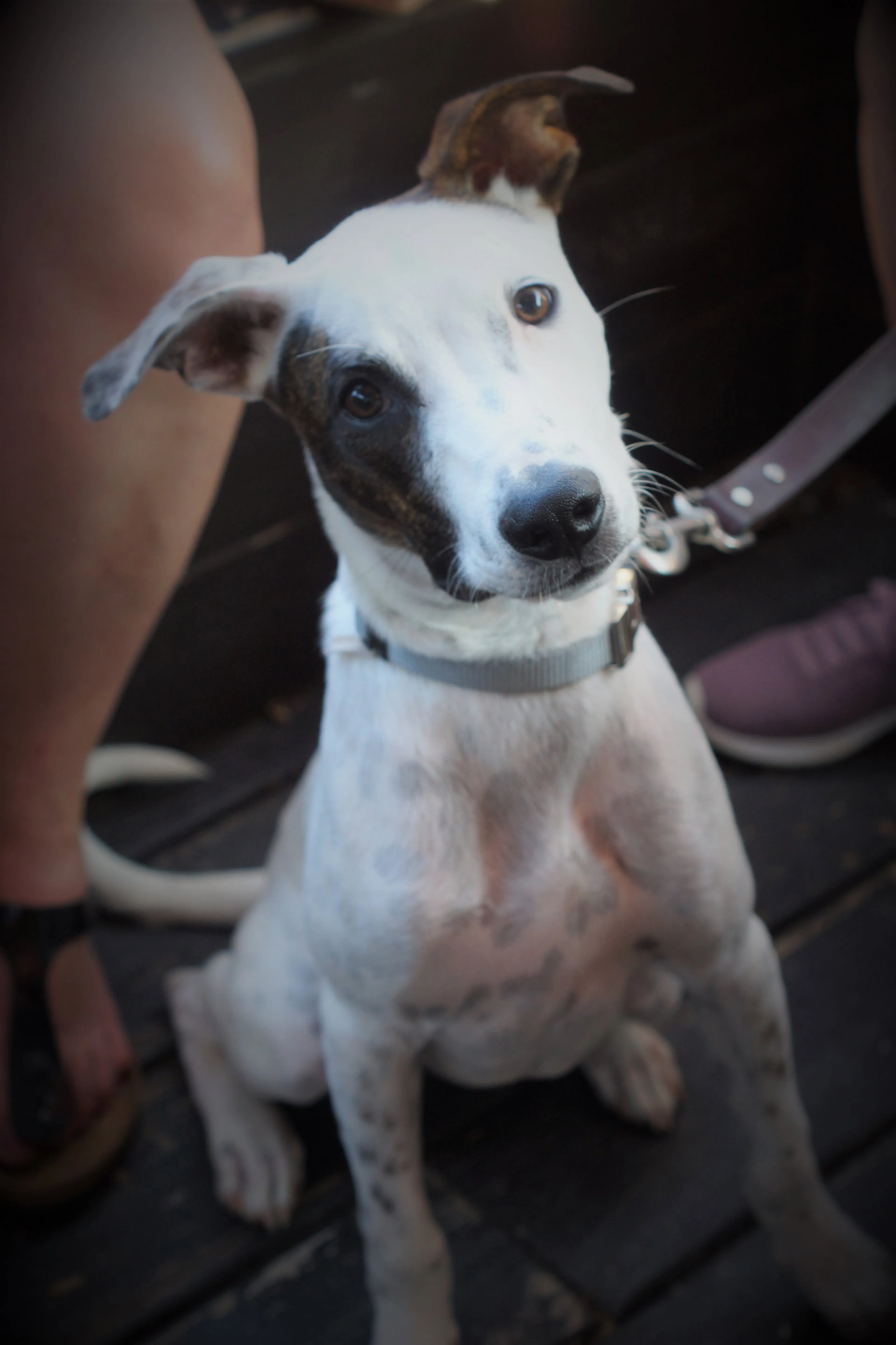 Found pet-3