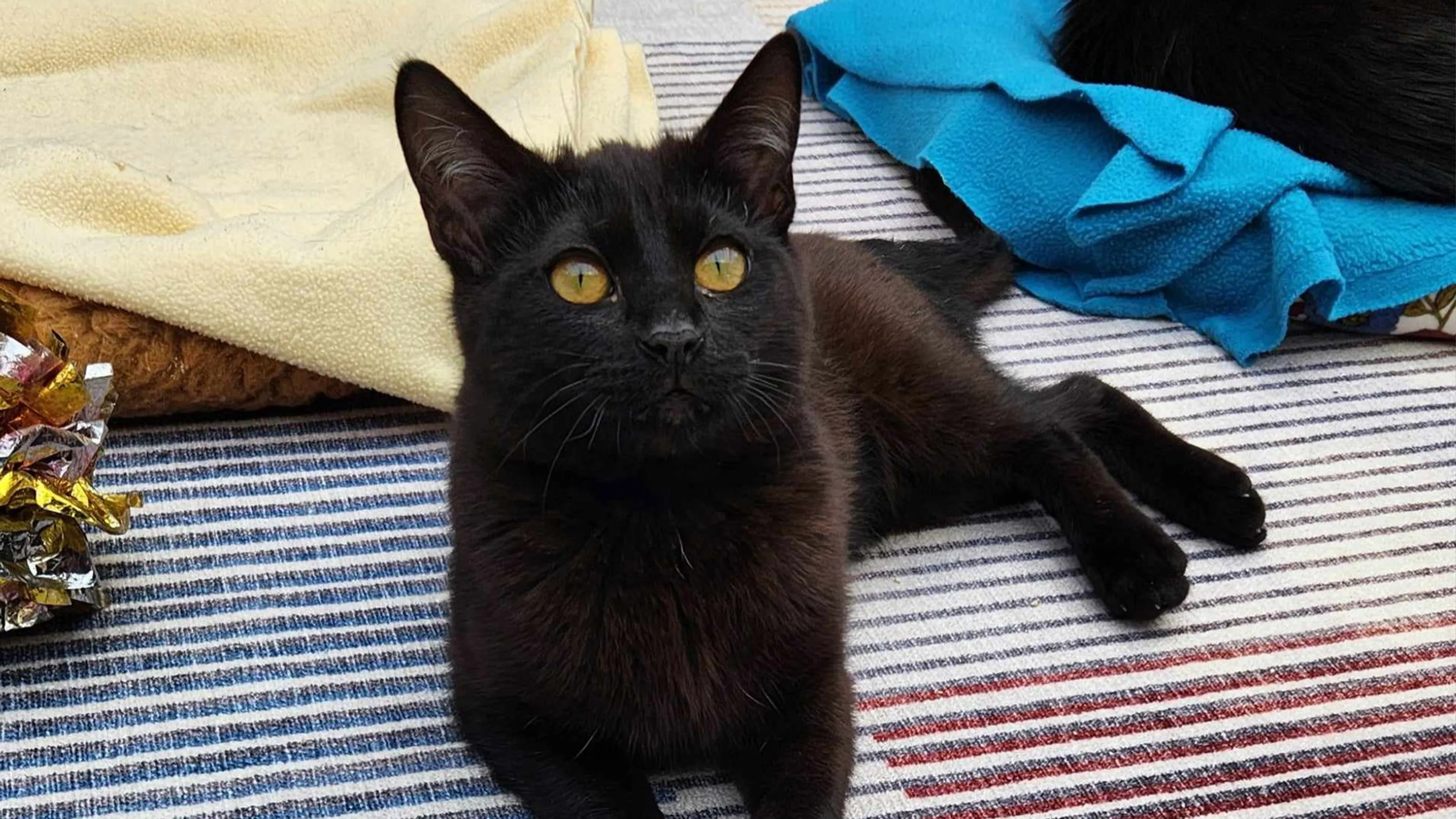 Found pet-1