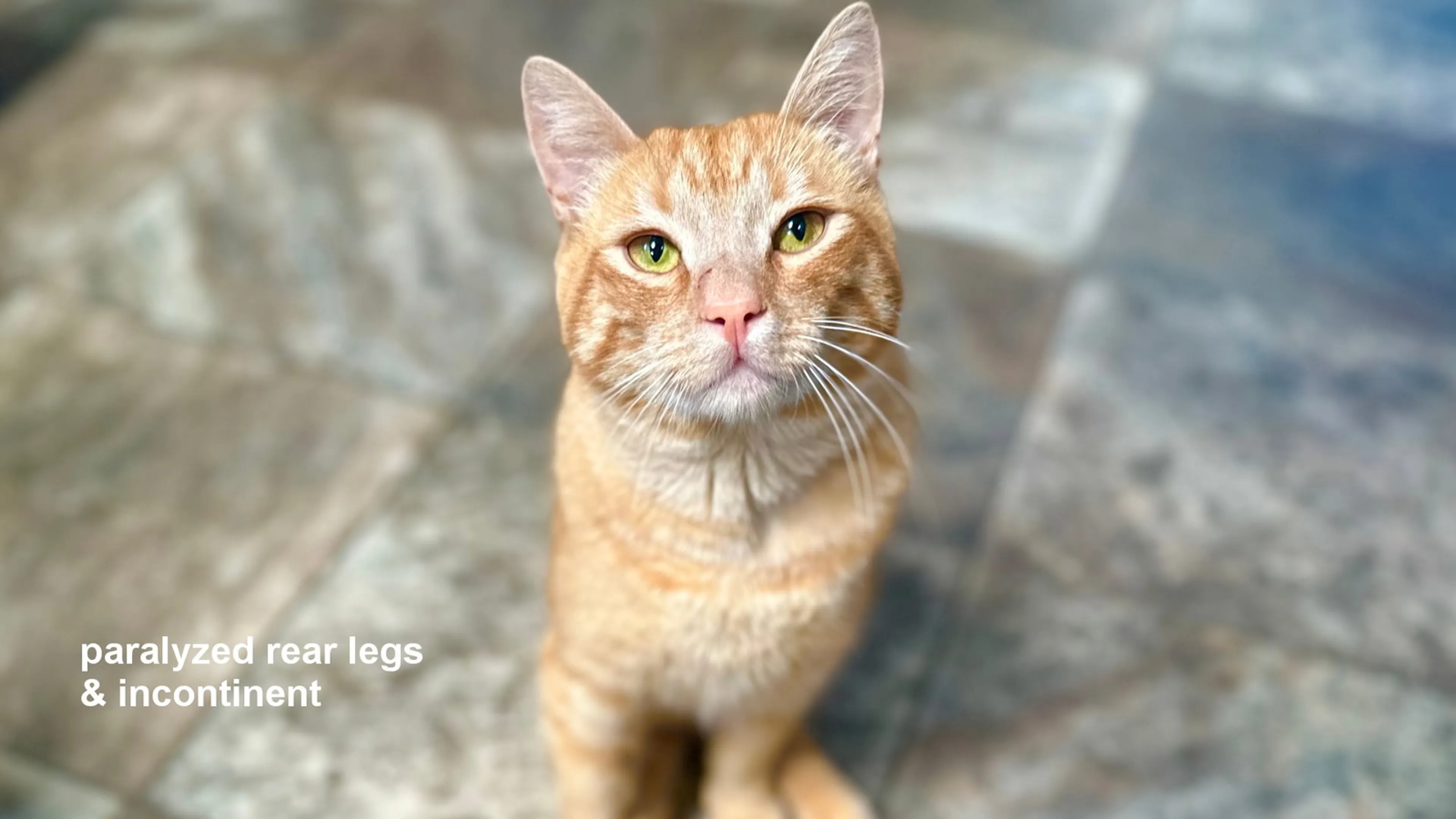 Found pet-2