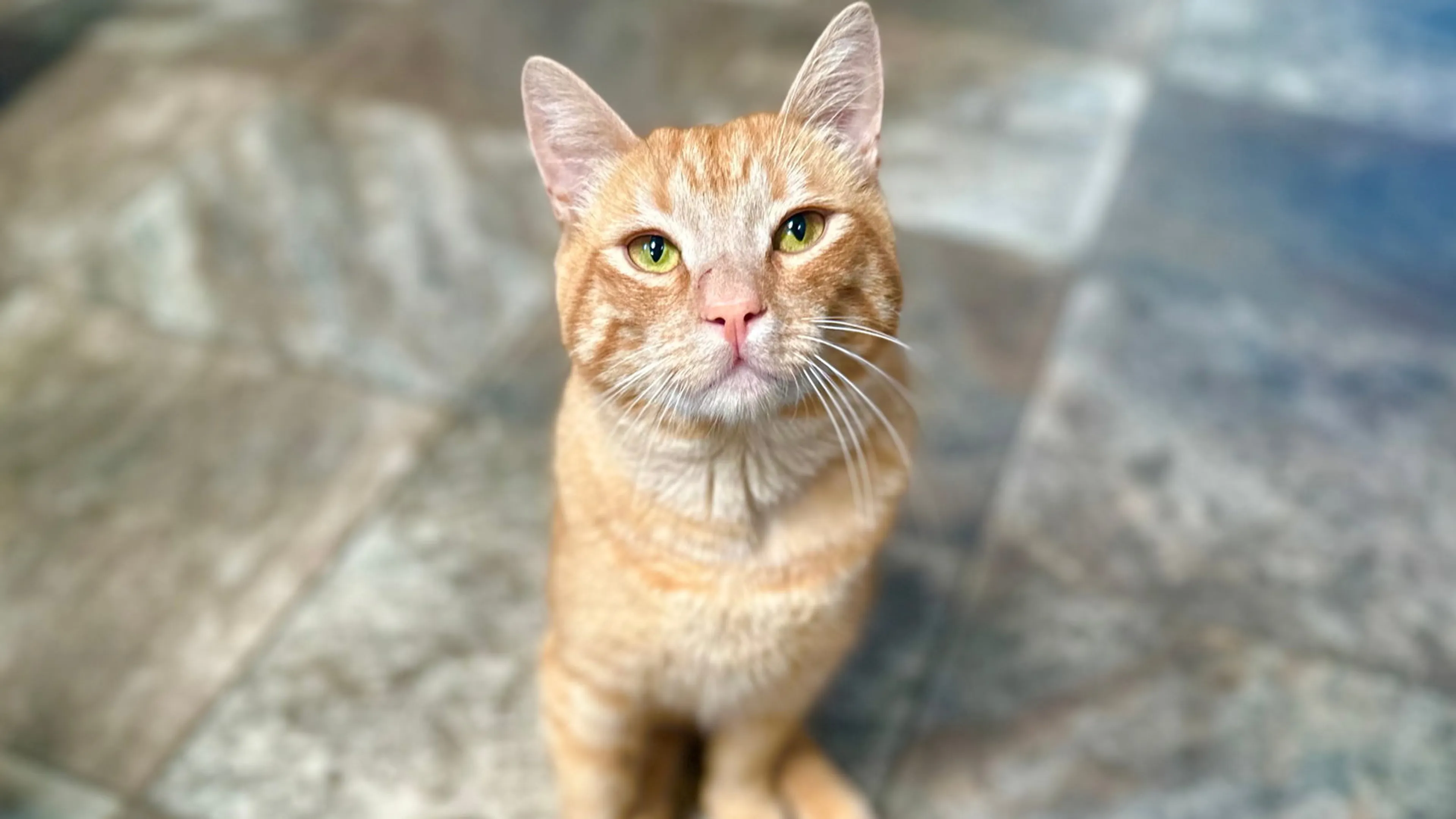 Found pet-1