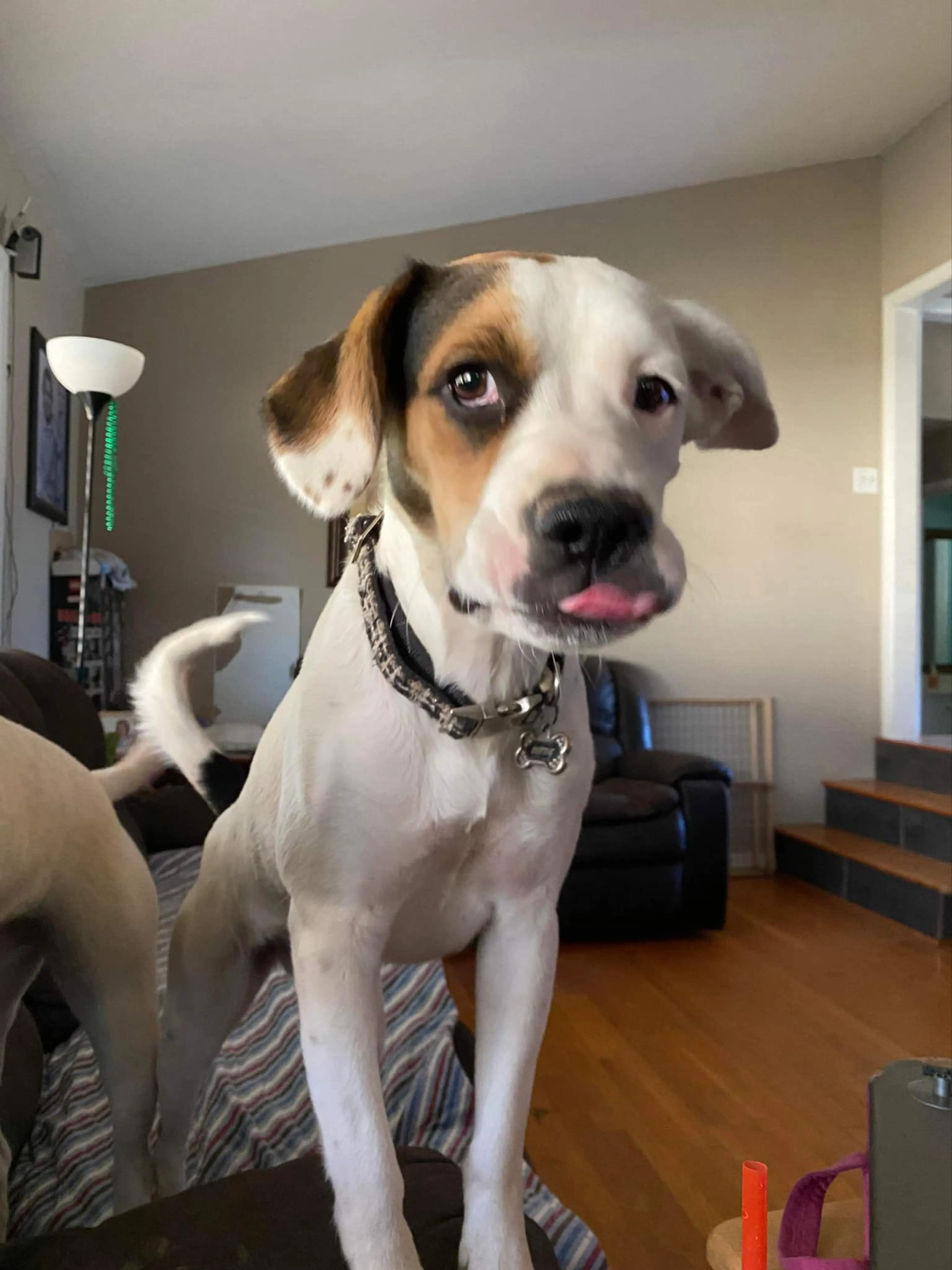 Found pet-1