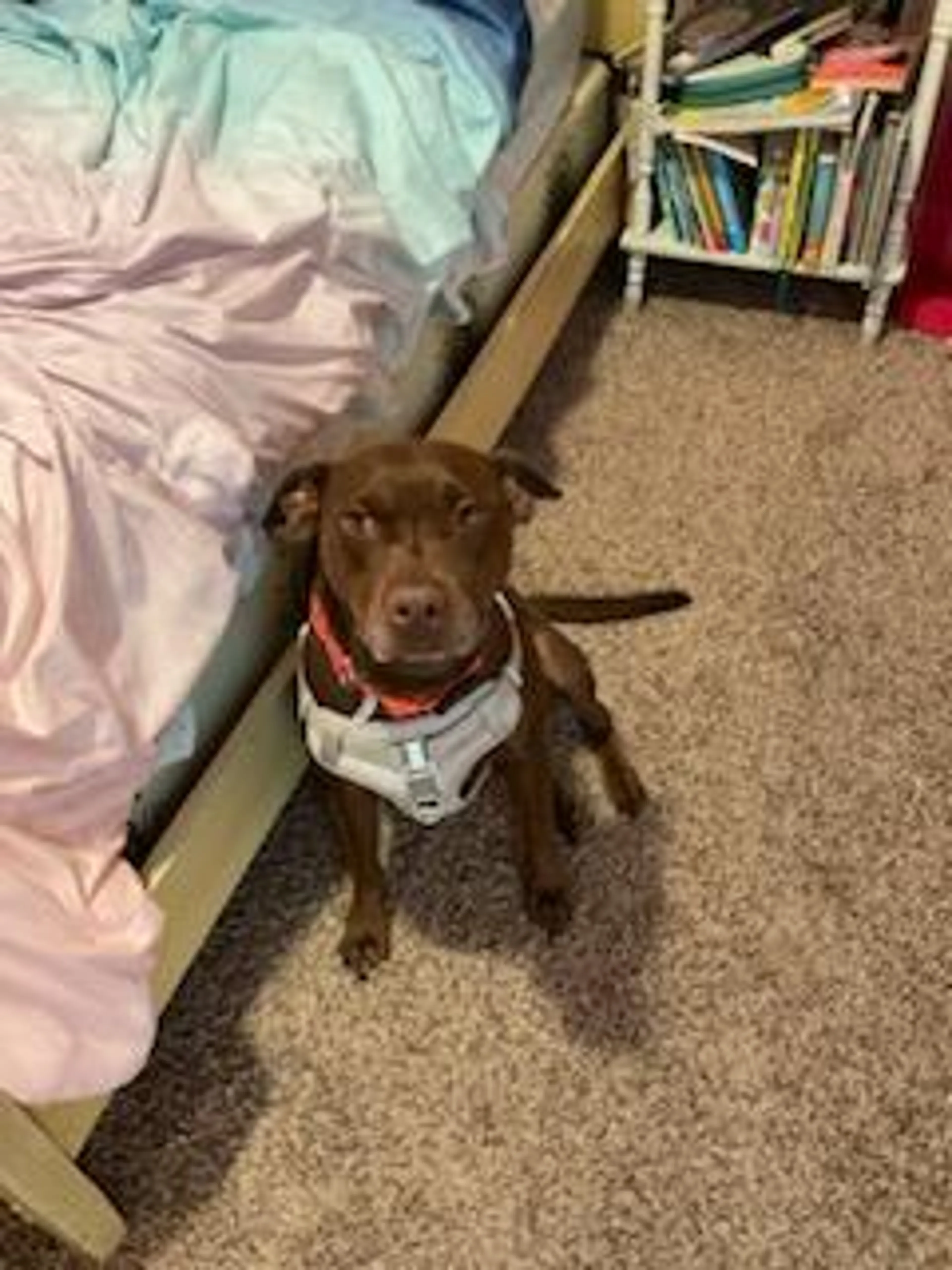 Found pet-18