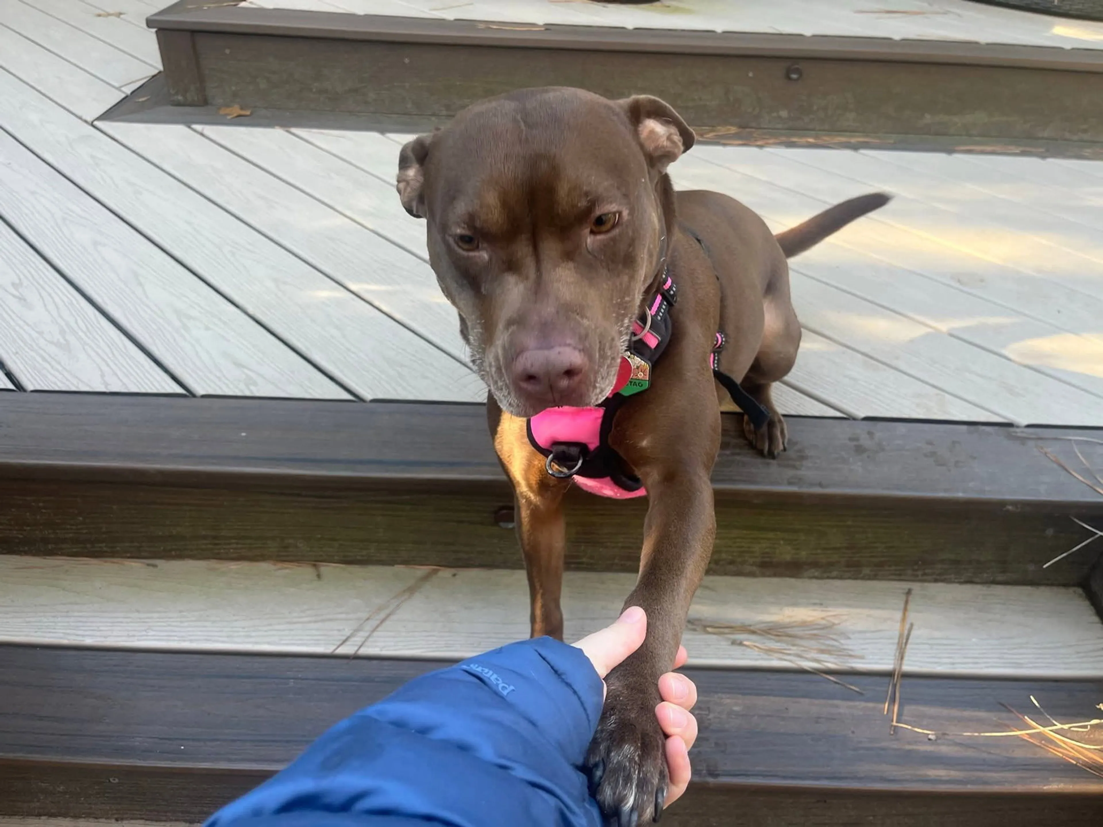 Found pet-1