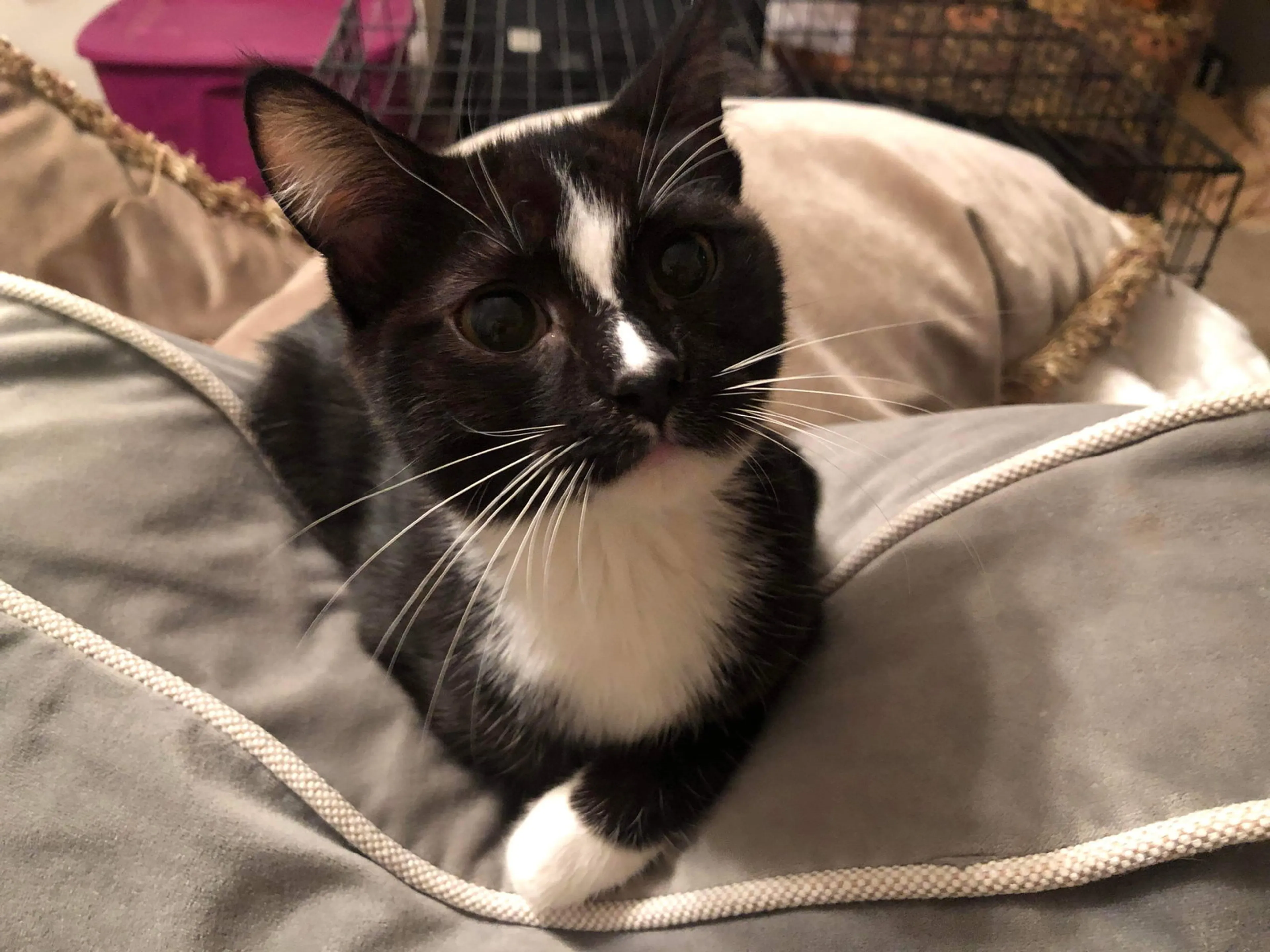 Found pet