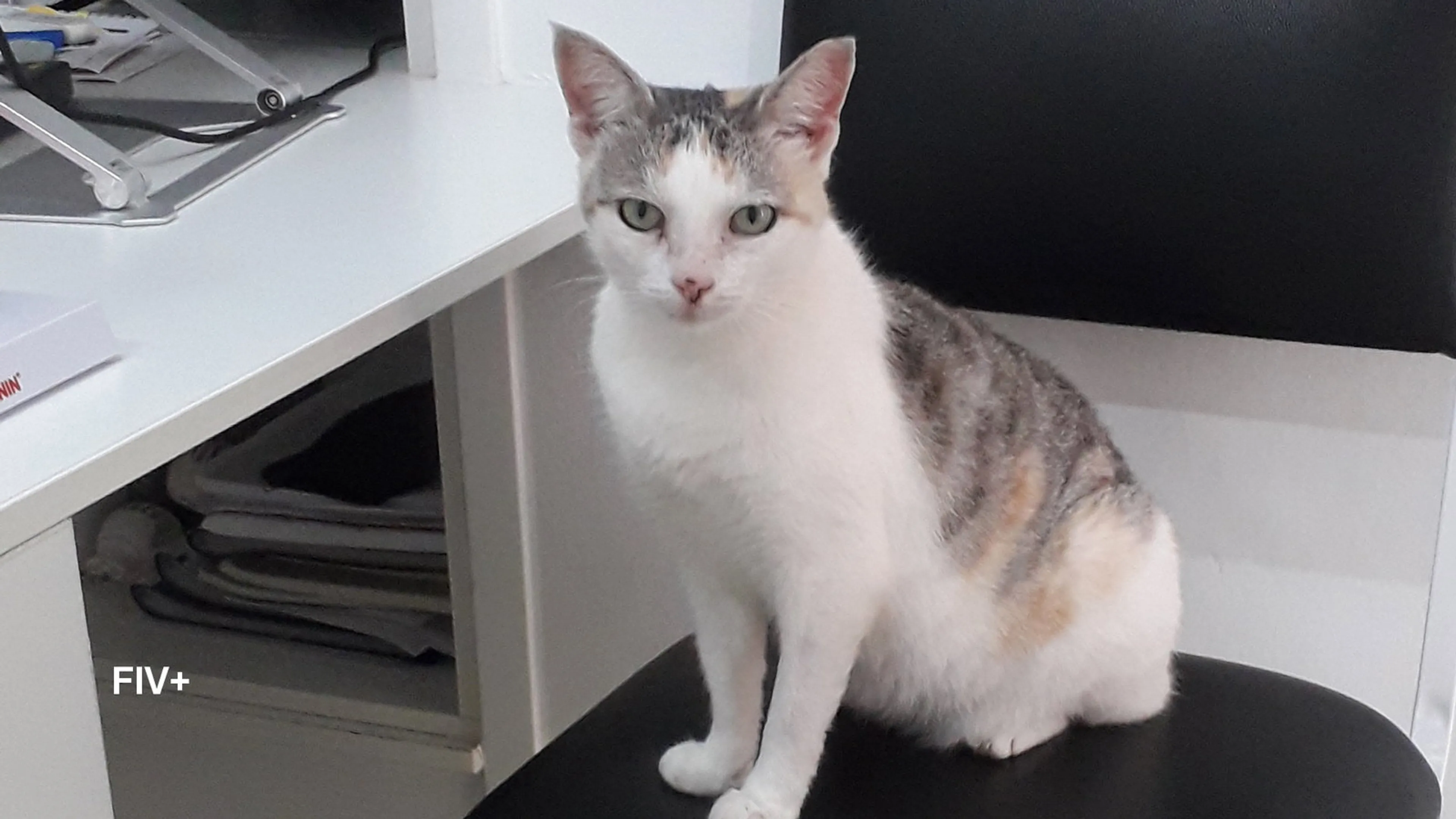 Found pet-2
