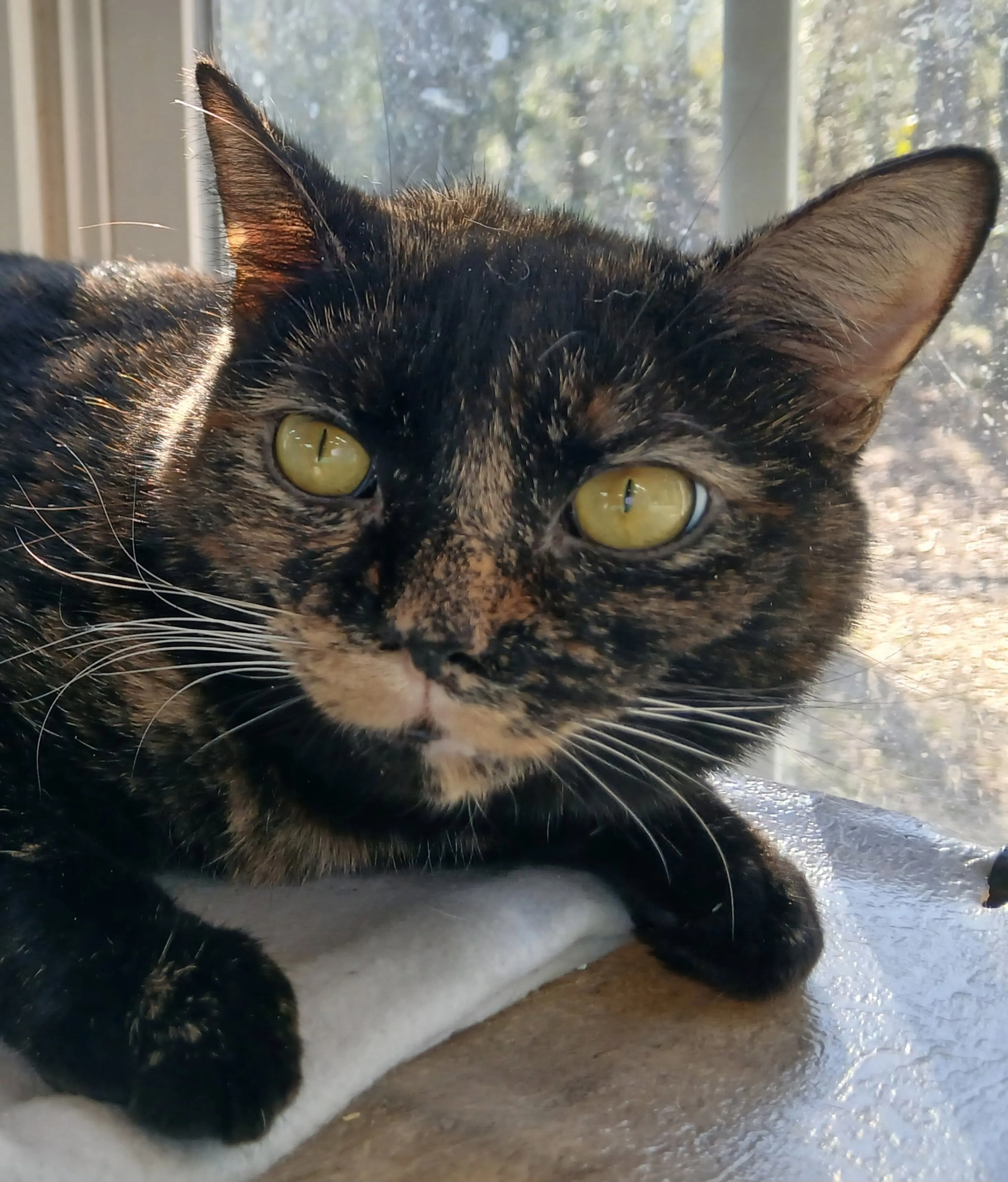 Found pet-3