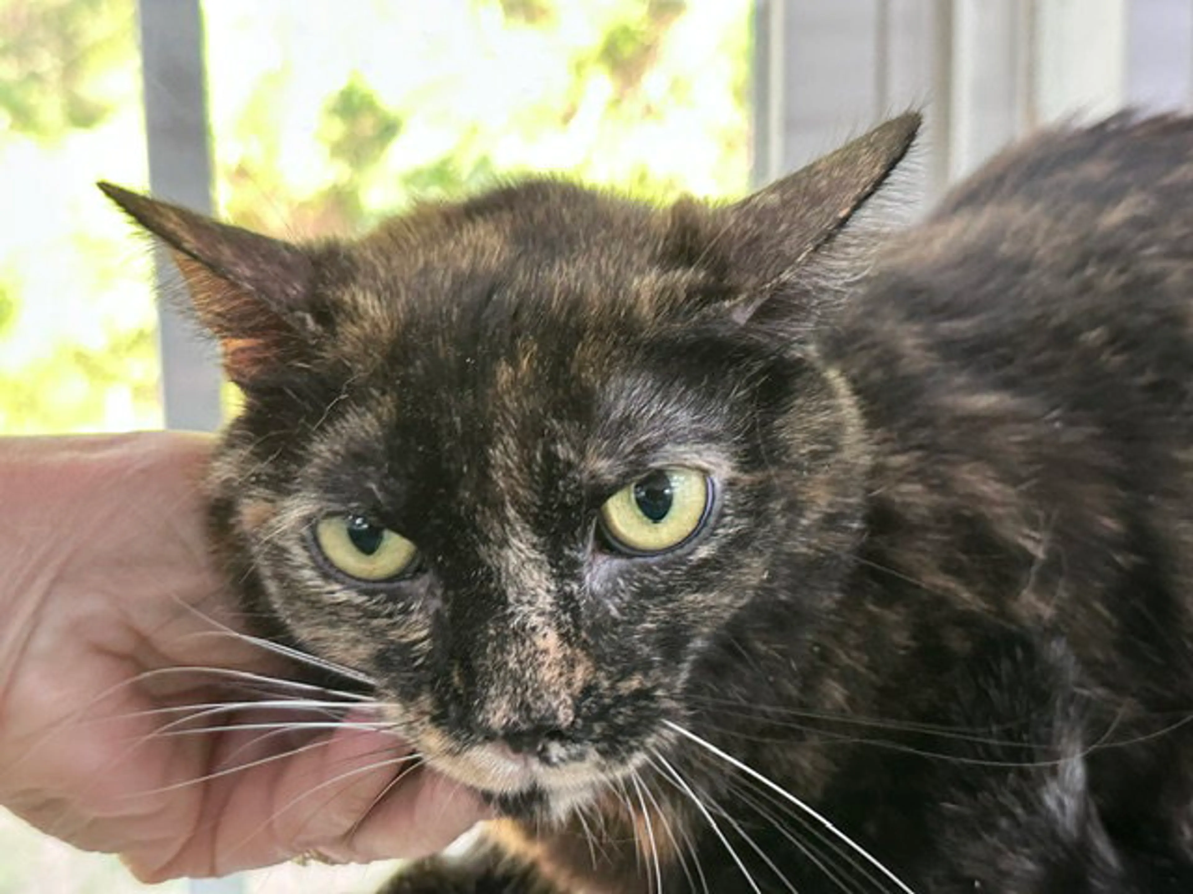 Found pet-19
