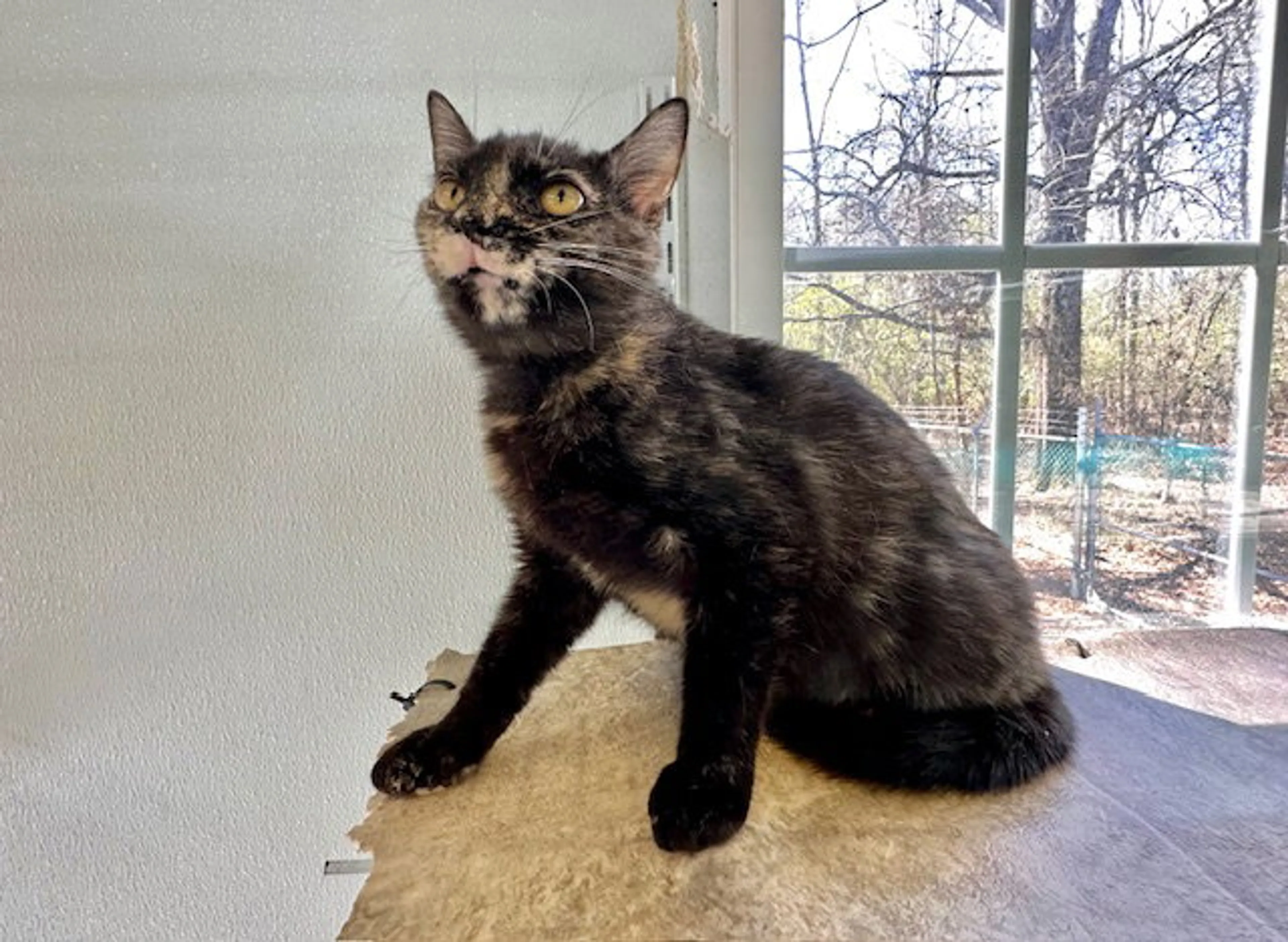Found pet-16