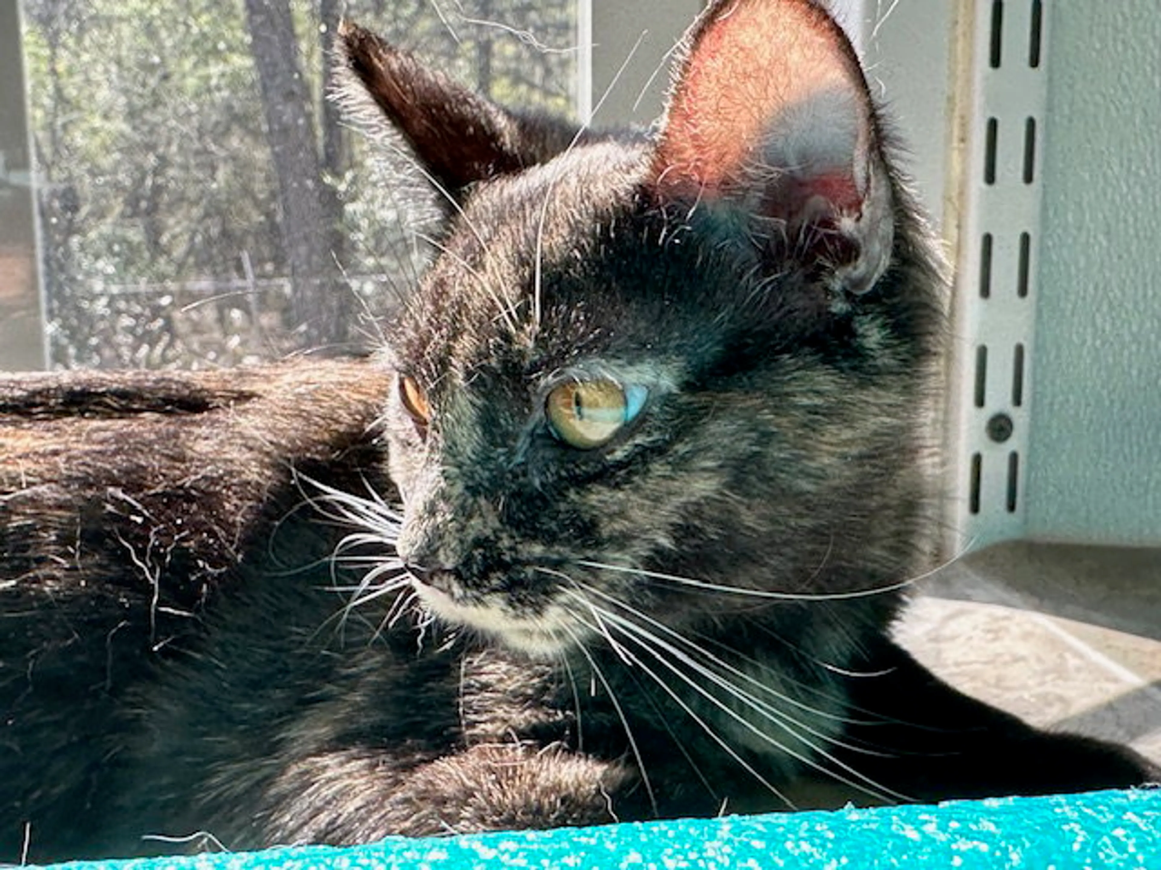 Found pet-13