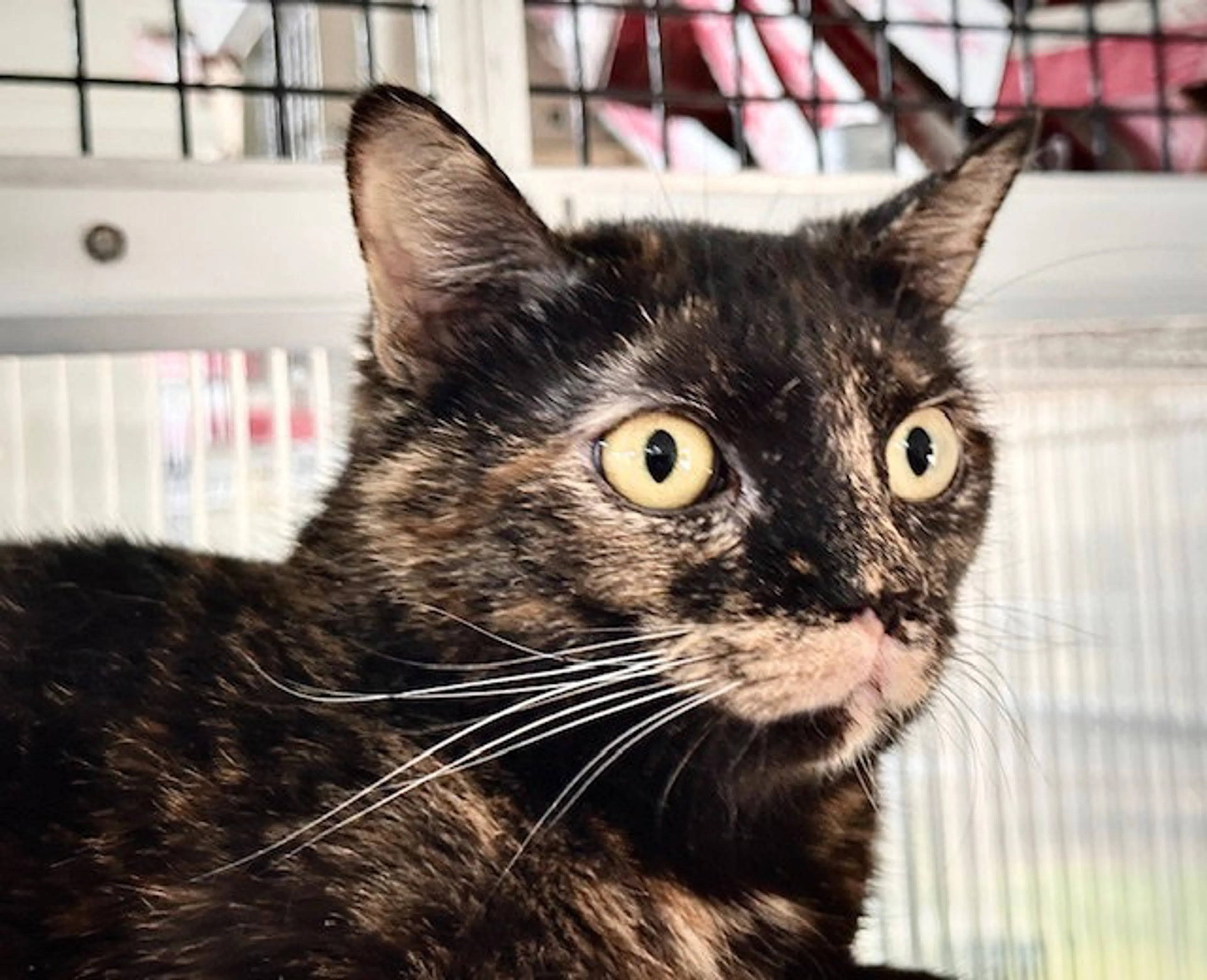 Found pet-18