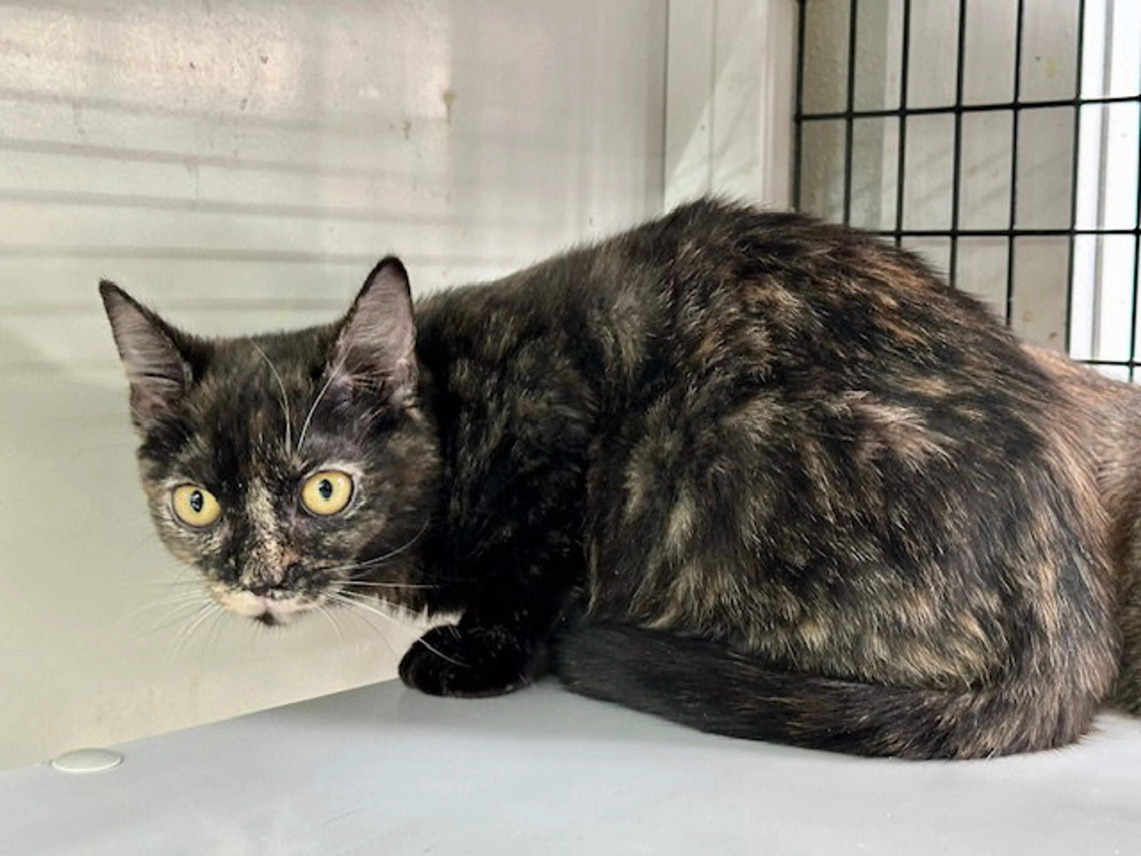 Found pet-11