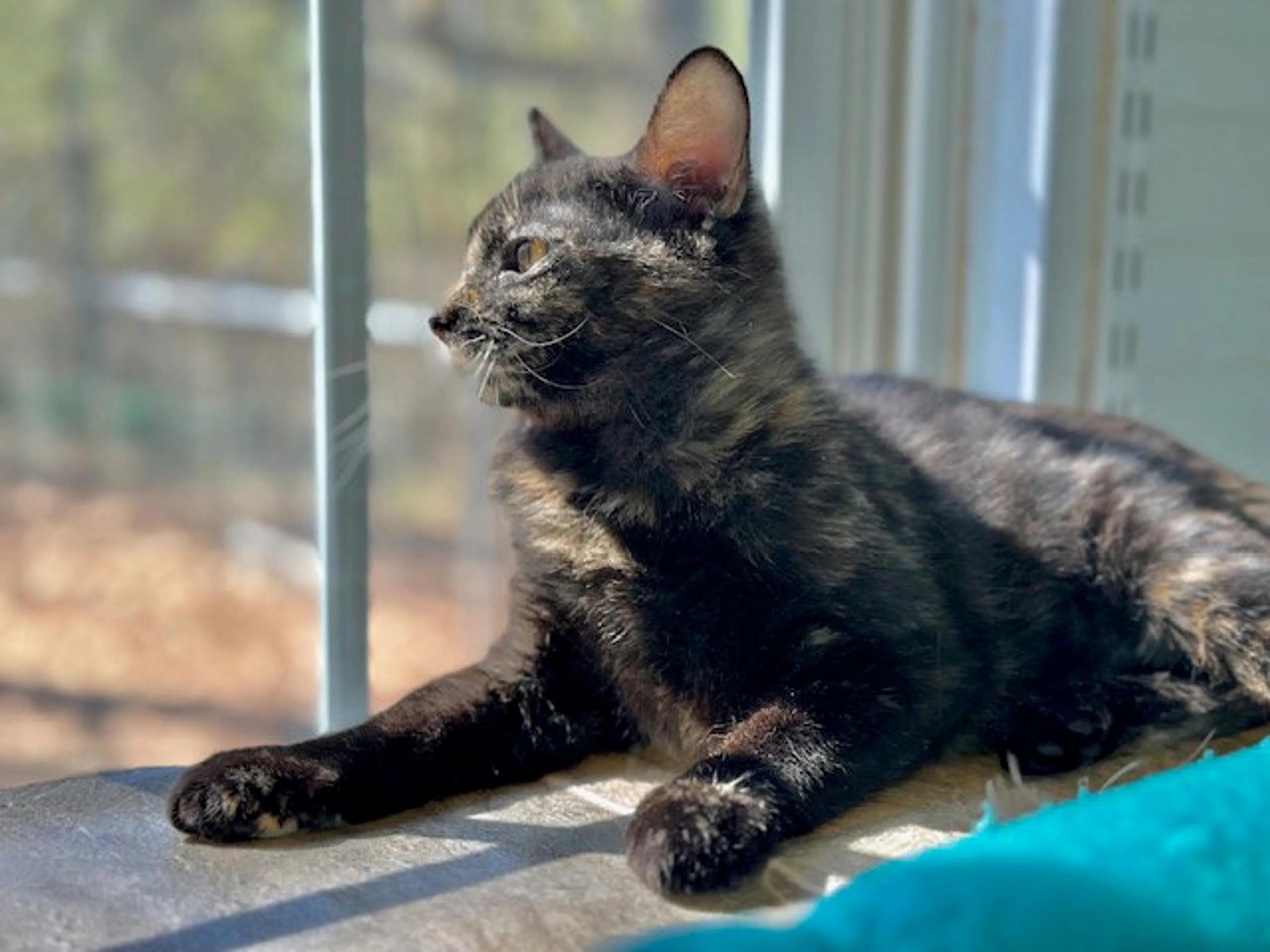 Found pet-17