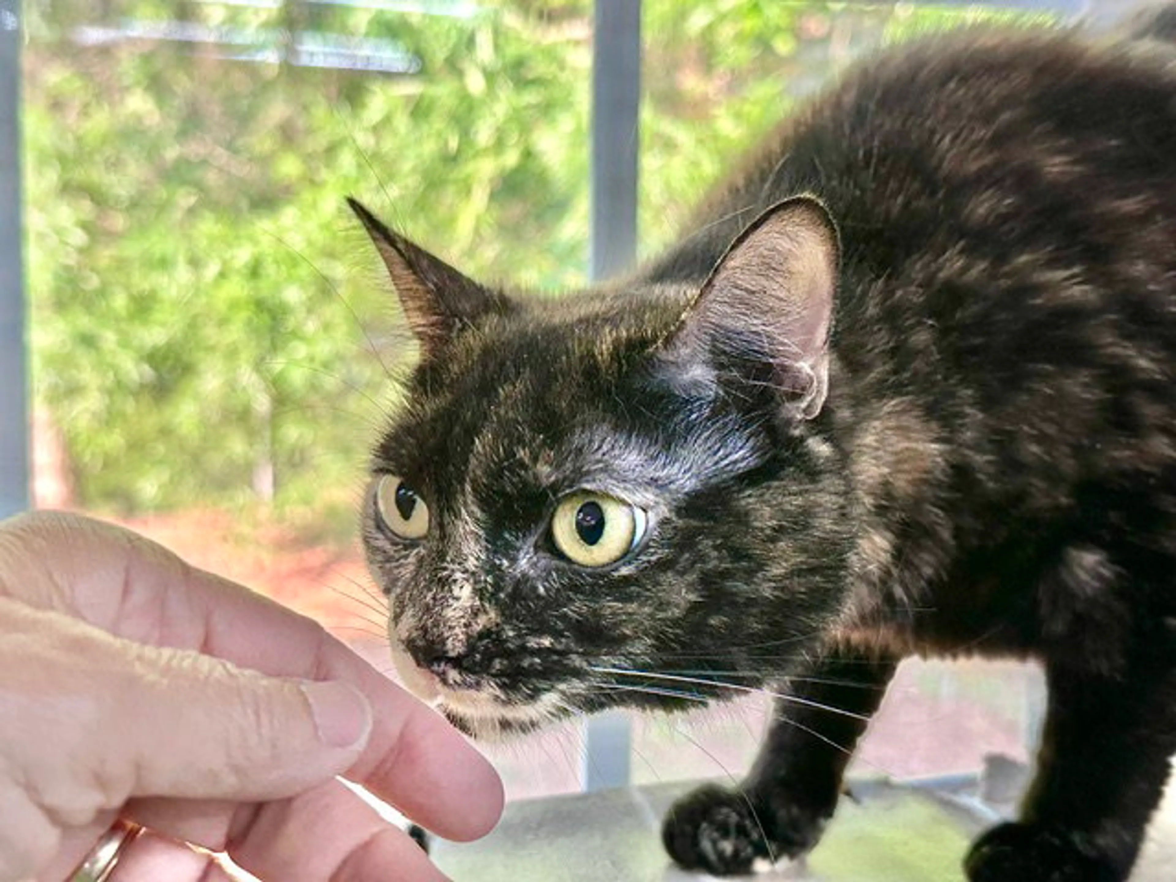 Found pet-21