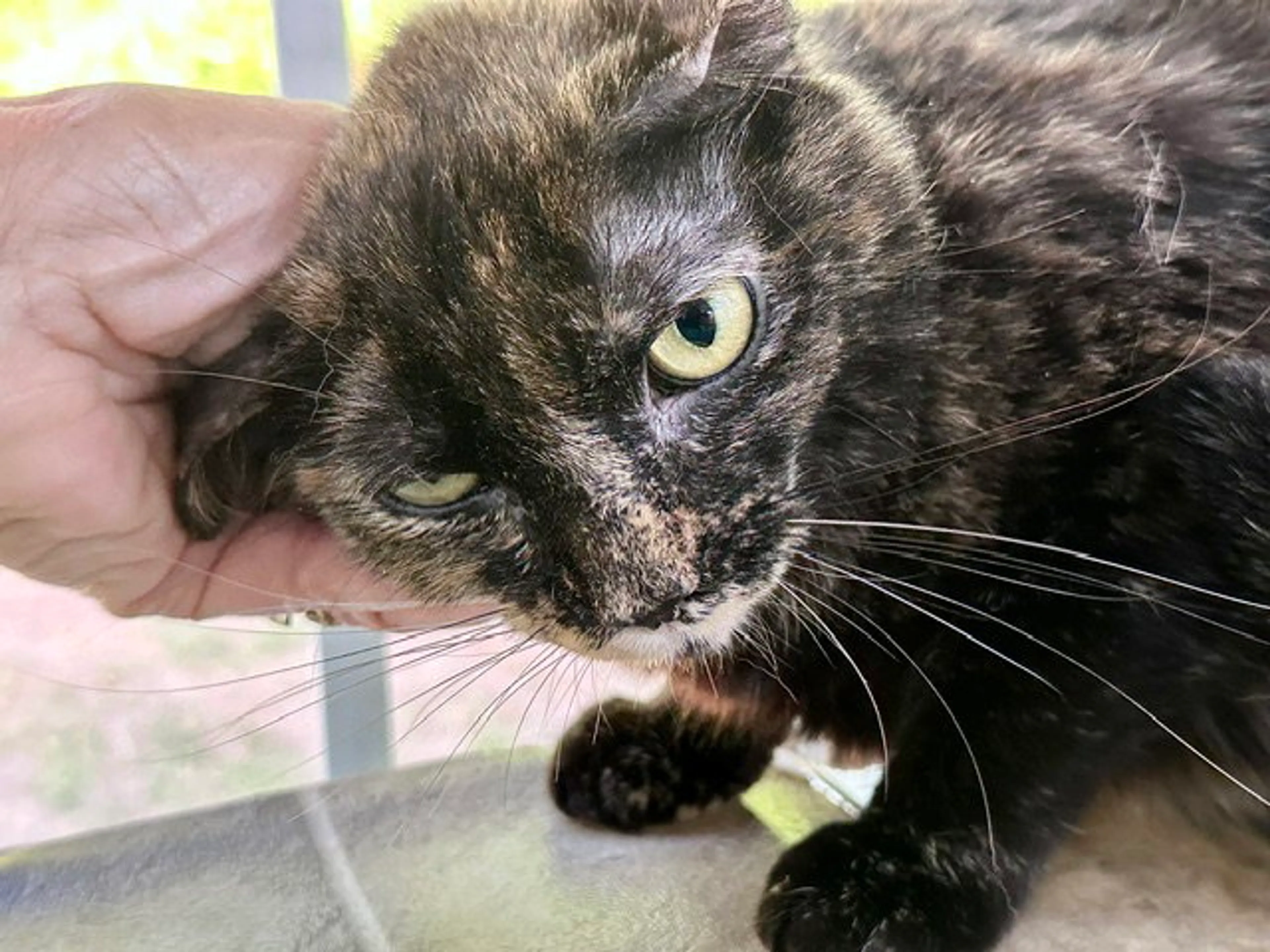 Found pet-20
