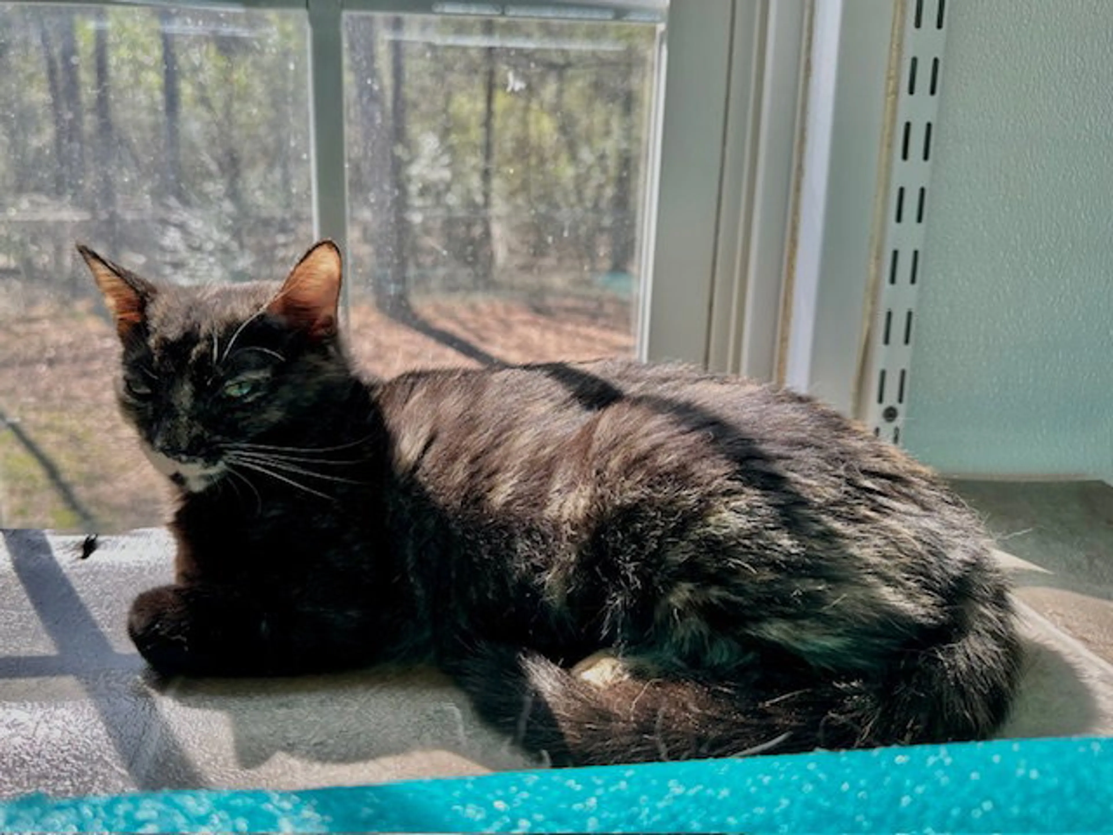 Found pet-14