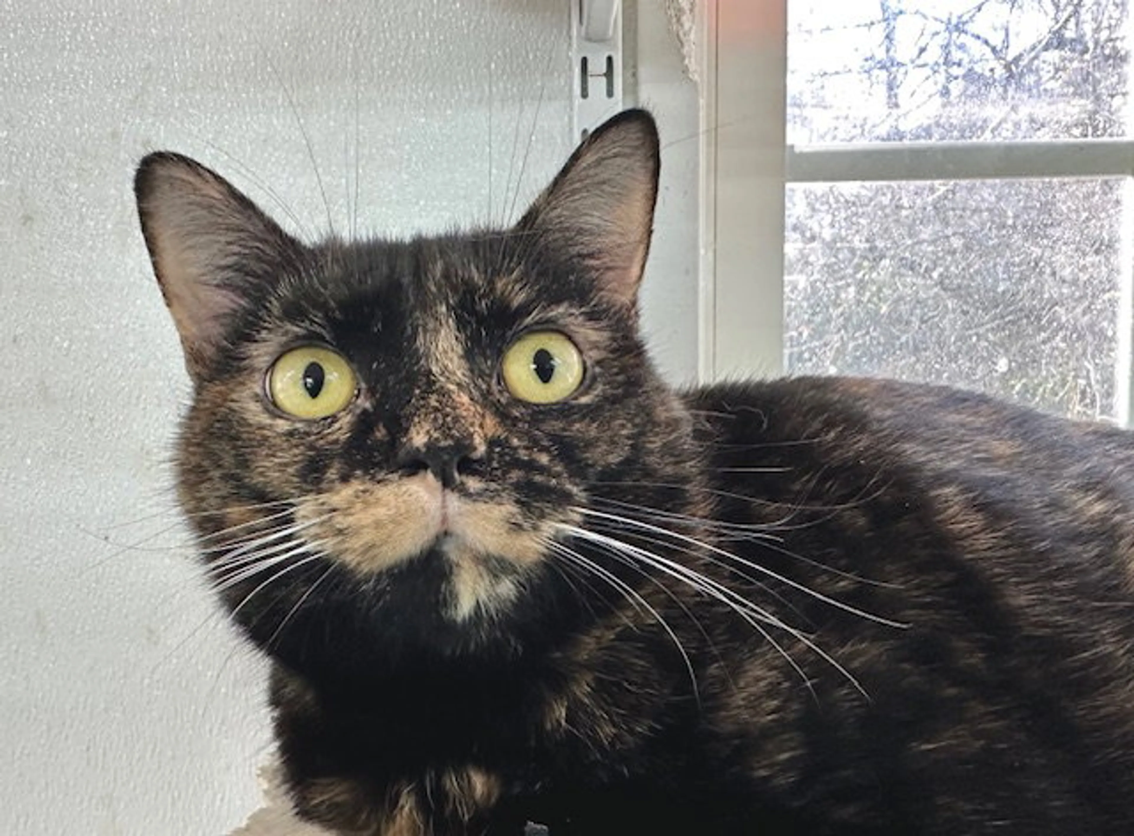 Found pet-1