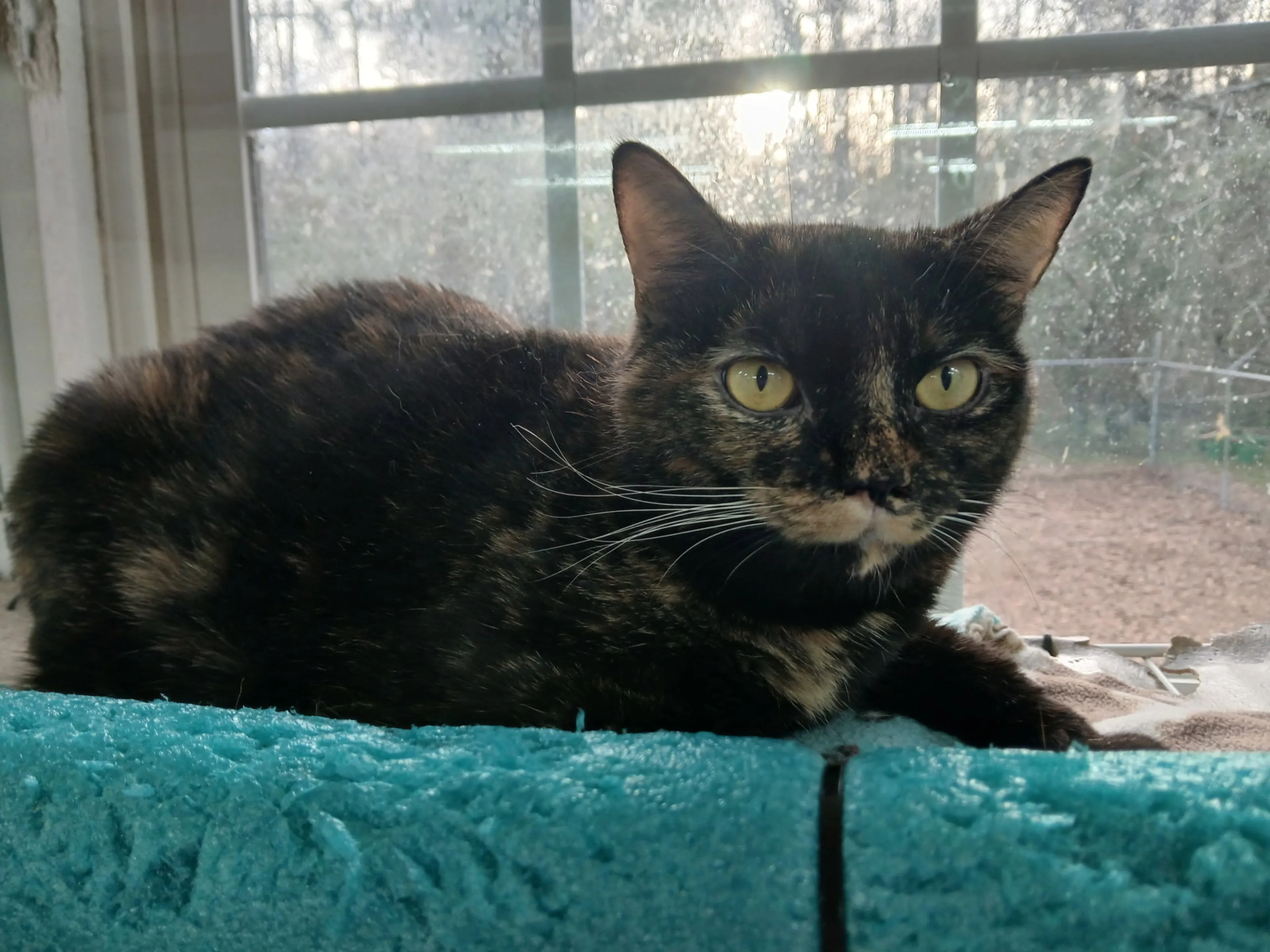 Found pet-5
