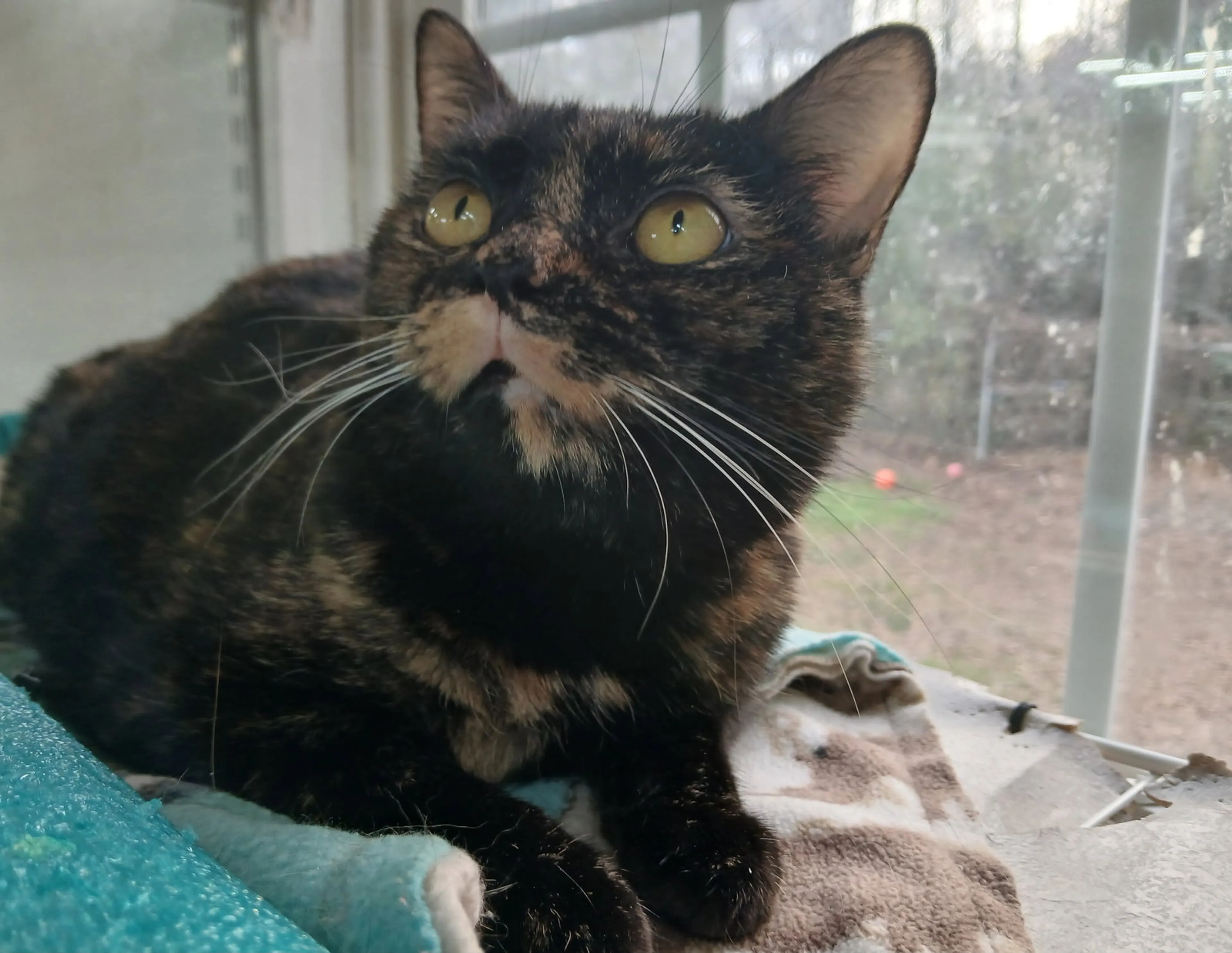 Found pet-2