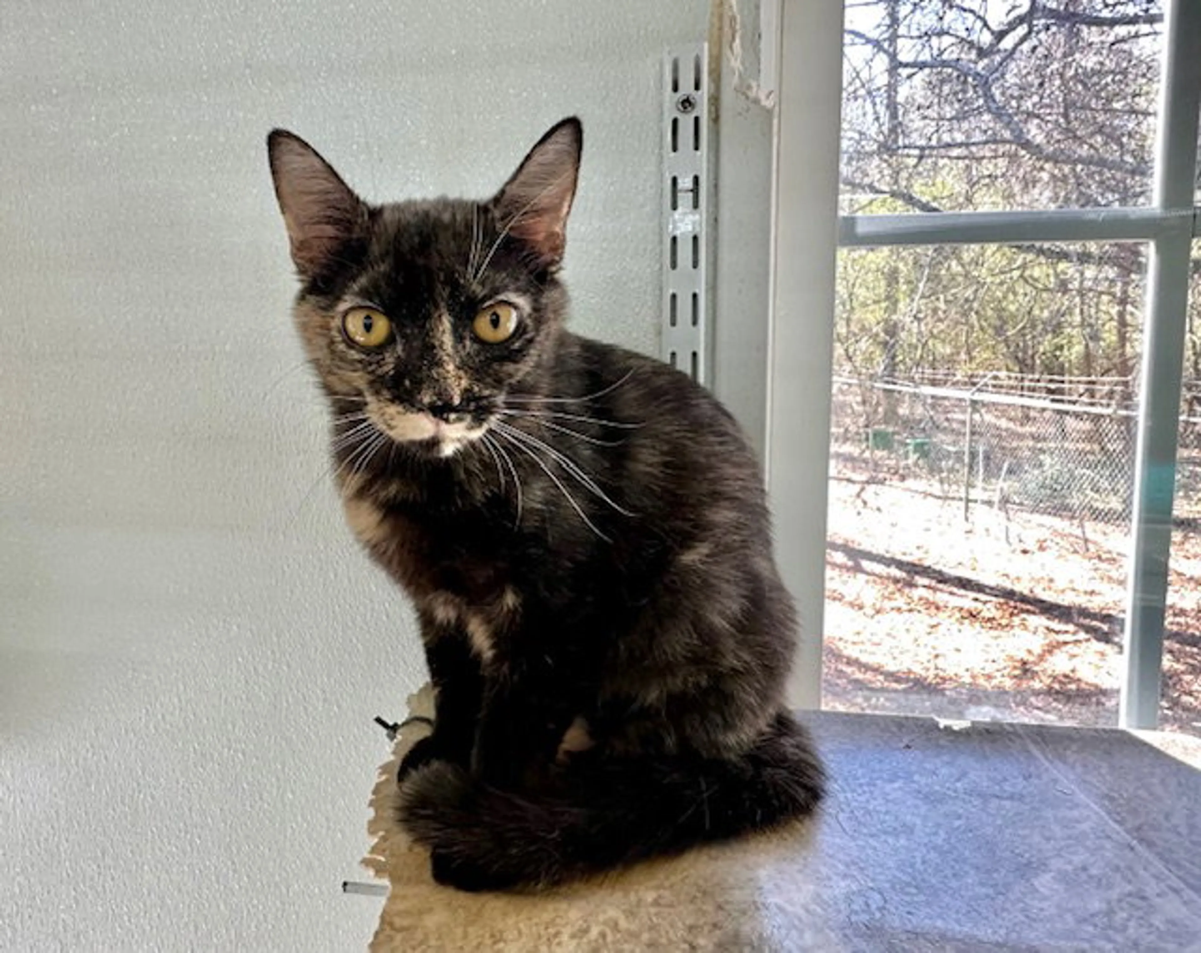 Found pet-6