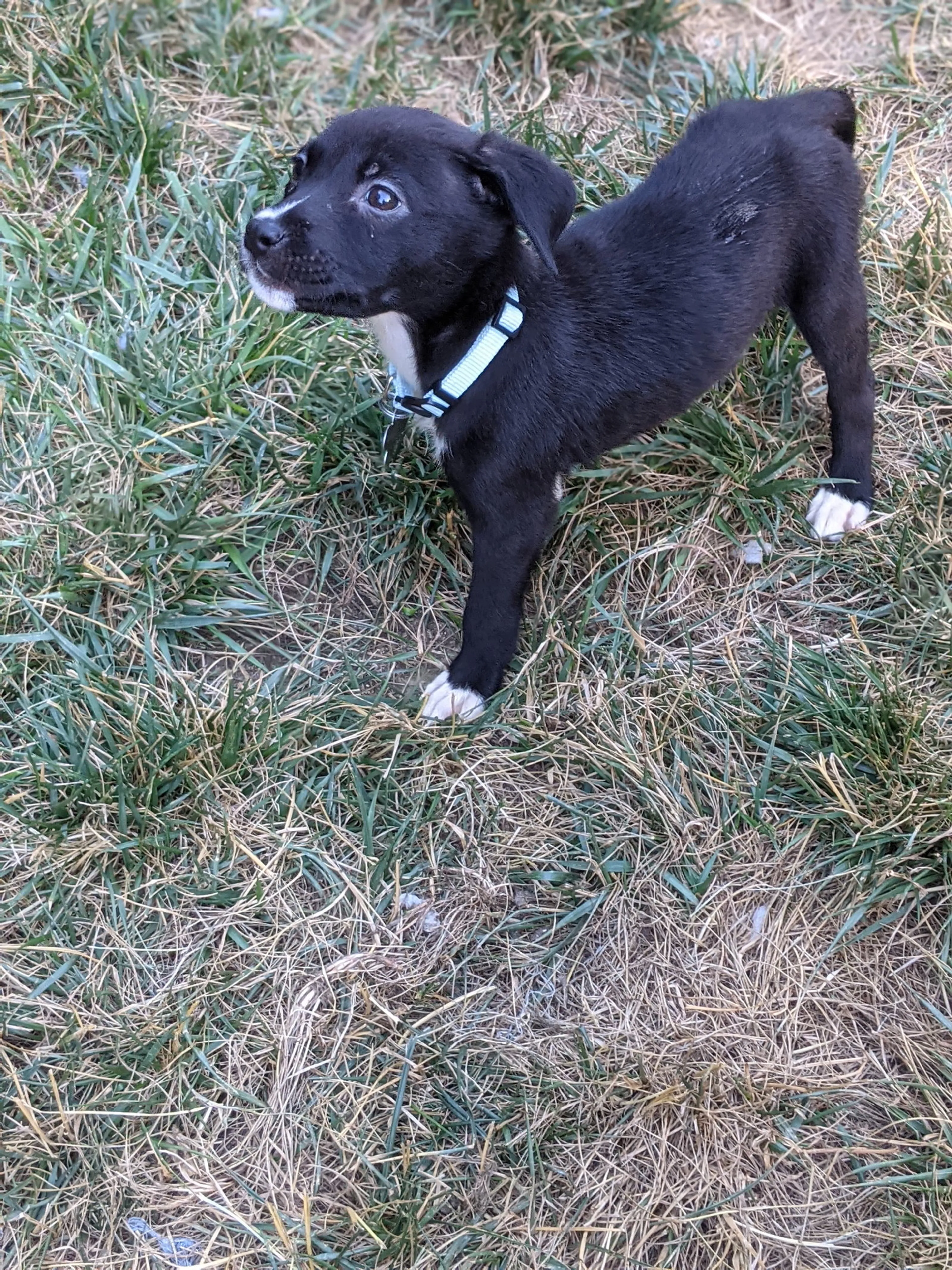 Found pet-6