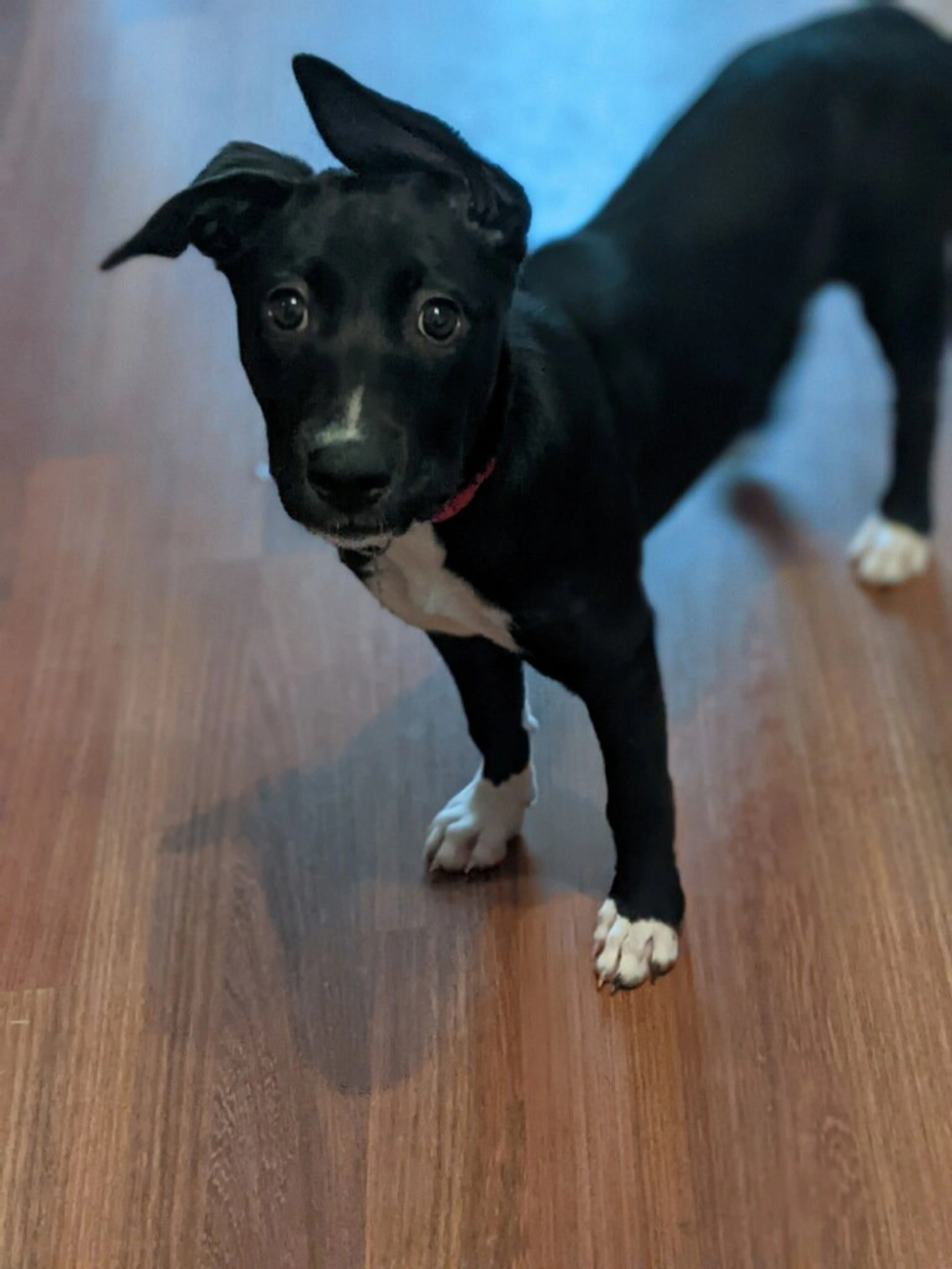 Found pet-2
