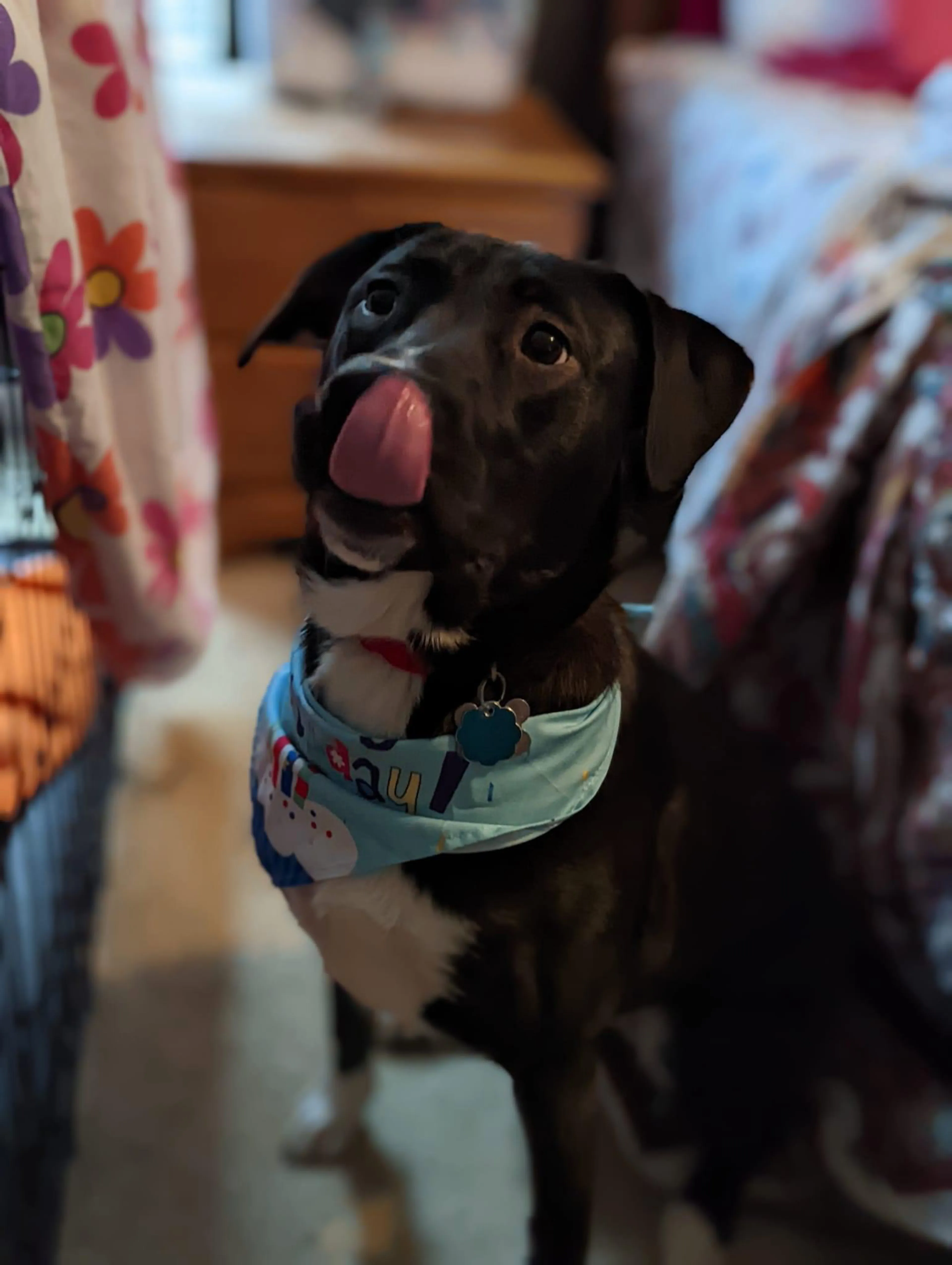 Found pet-4