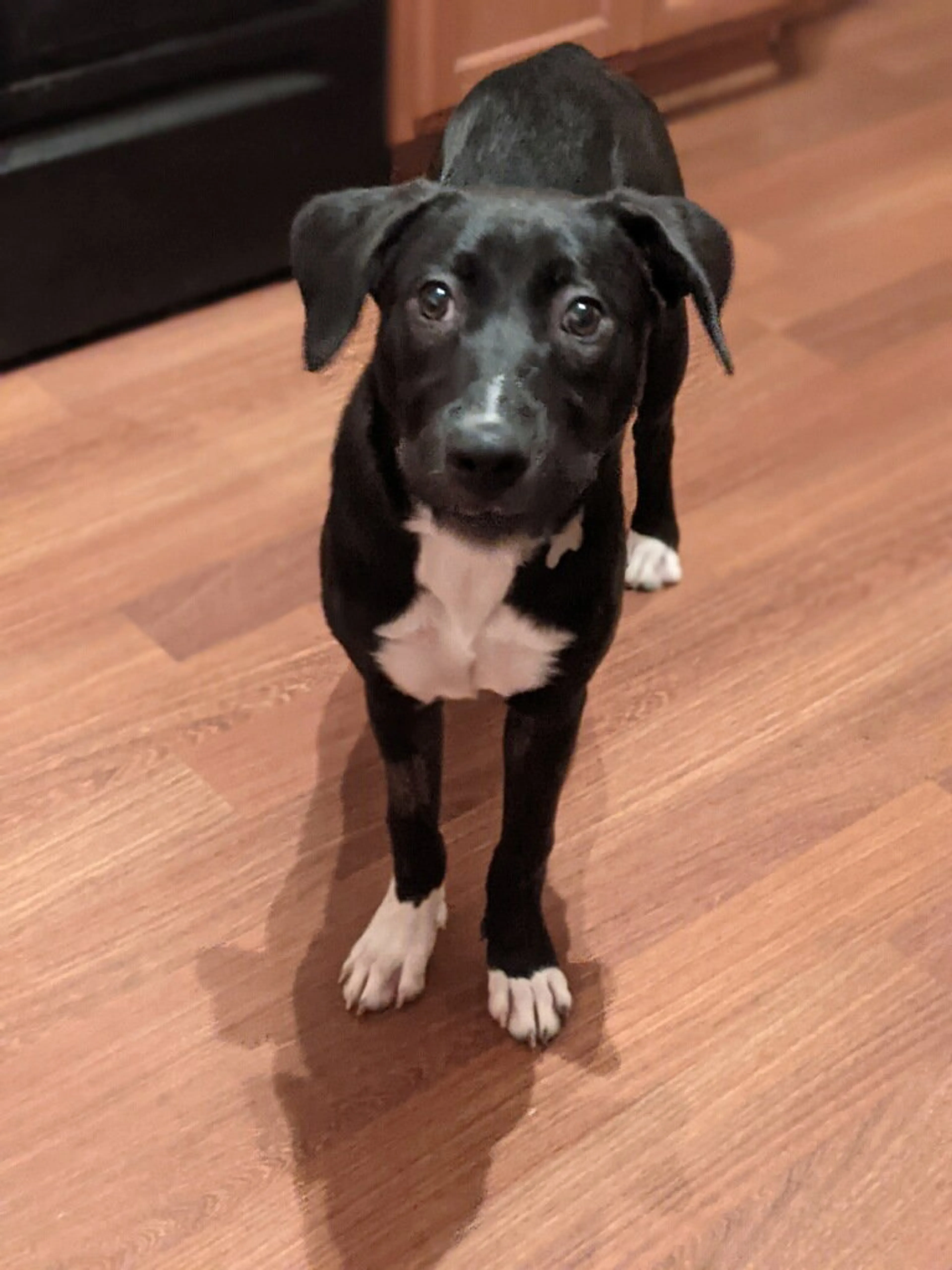 Found pet-5