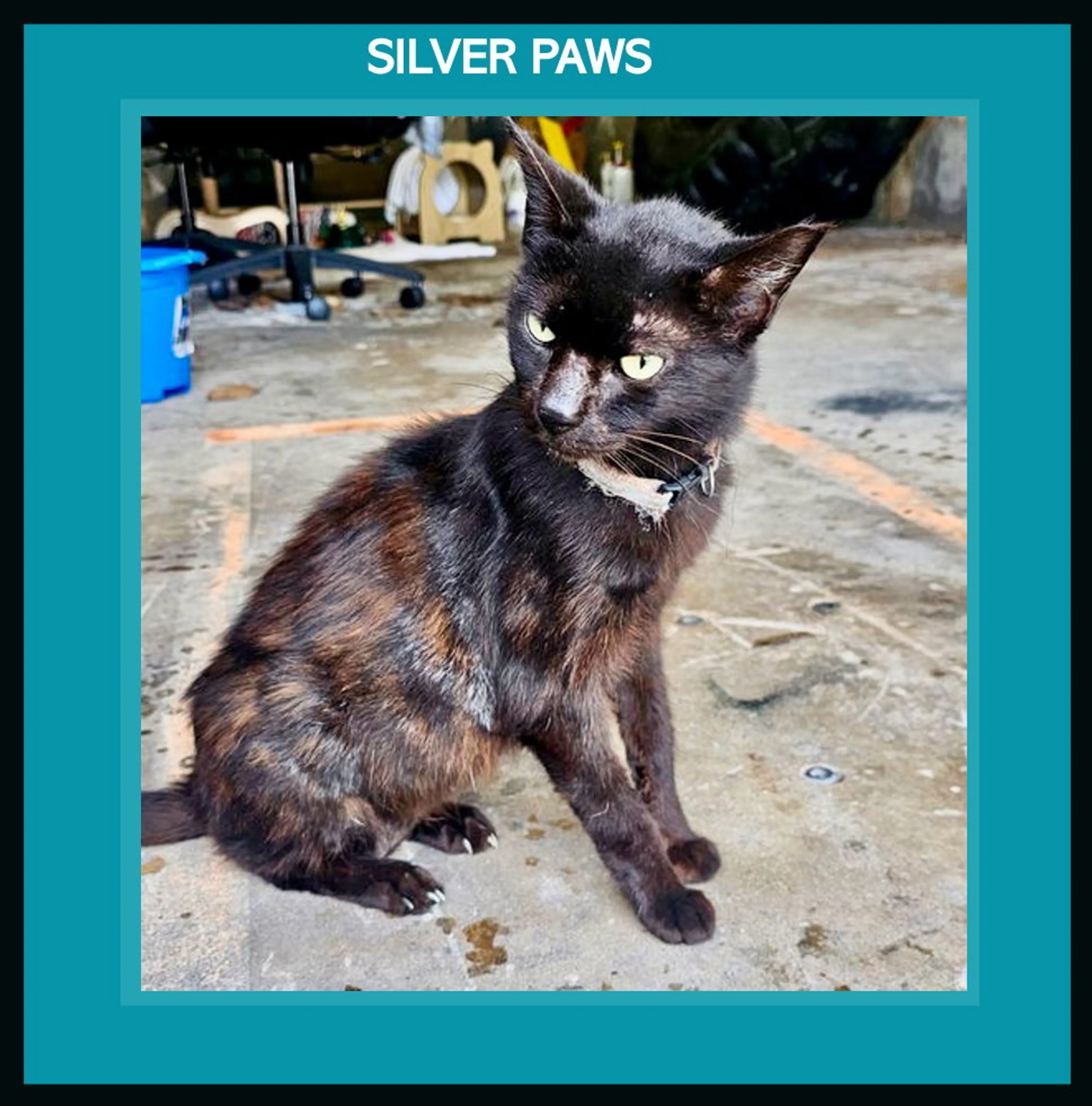 Found pet