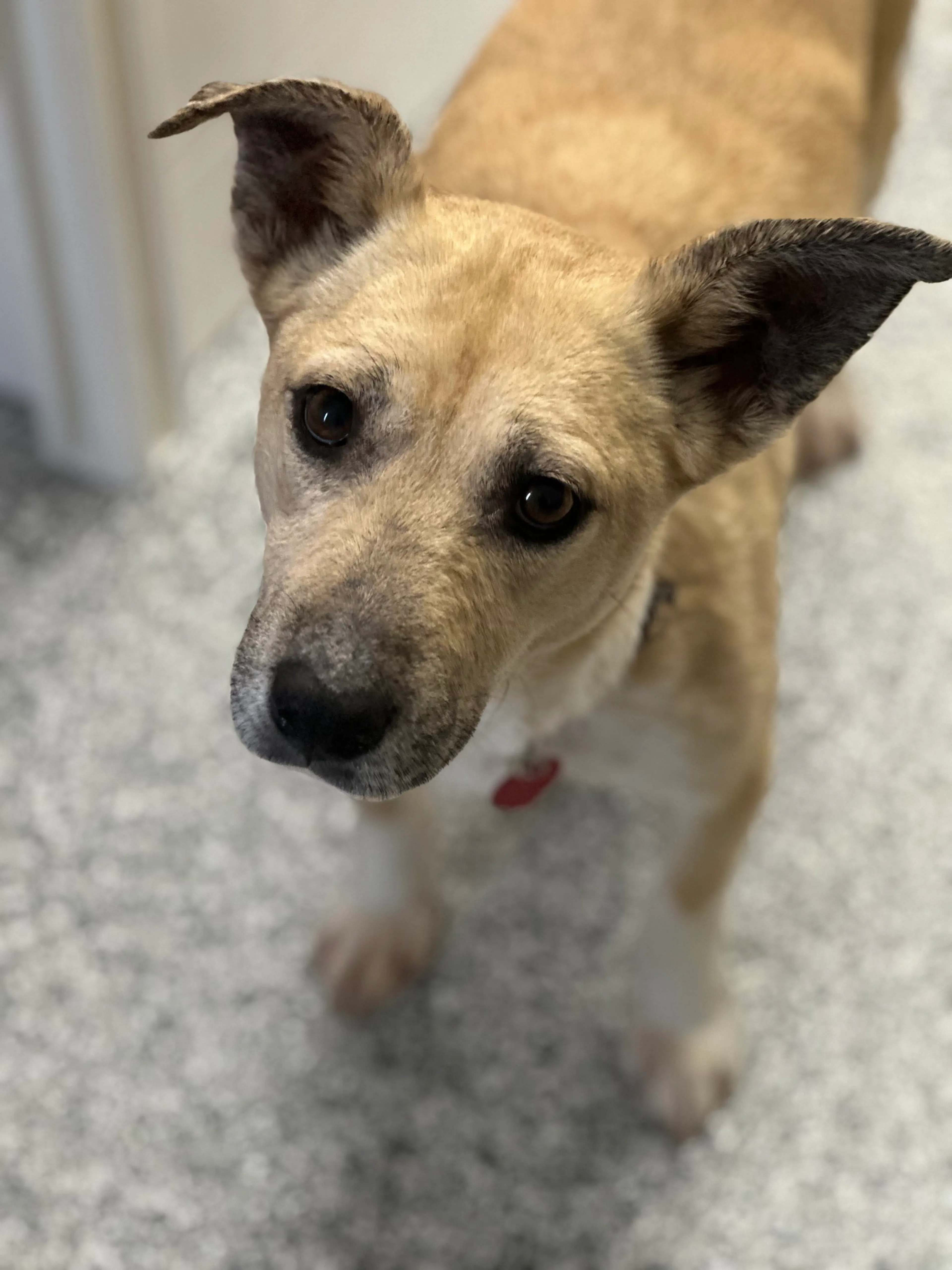 Found pet-2