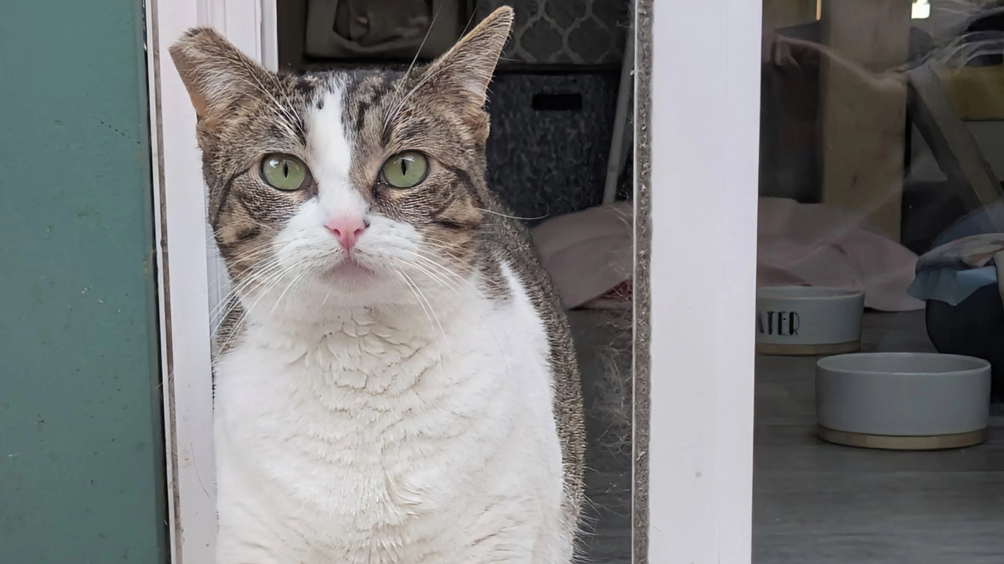 Found pet-1