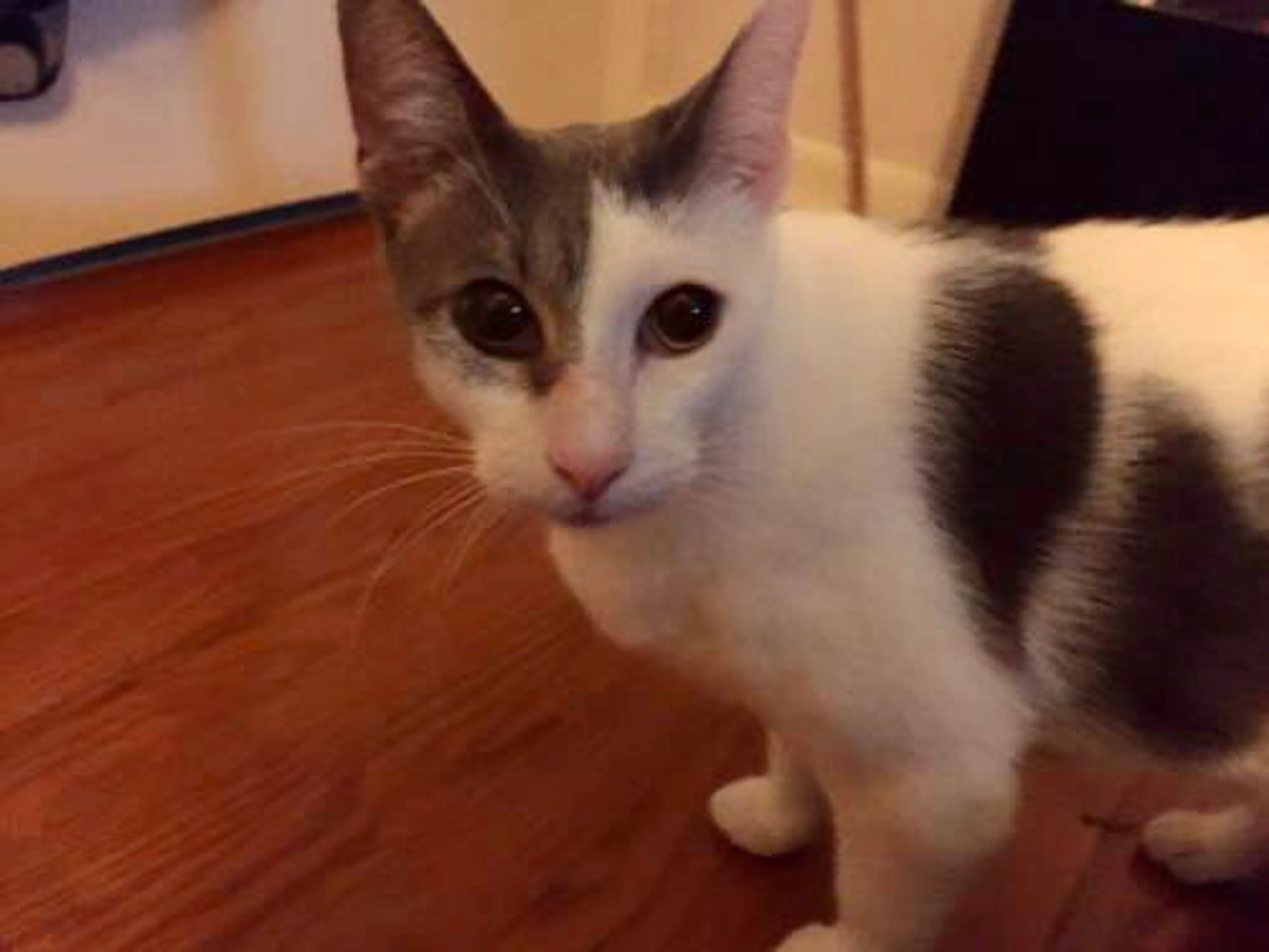 Found pet-1