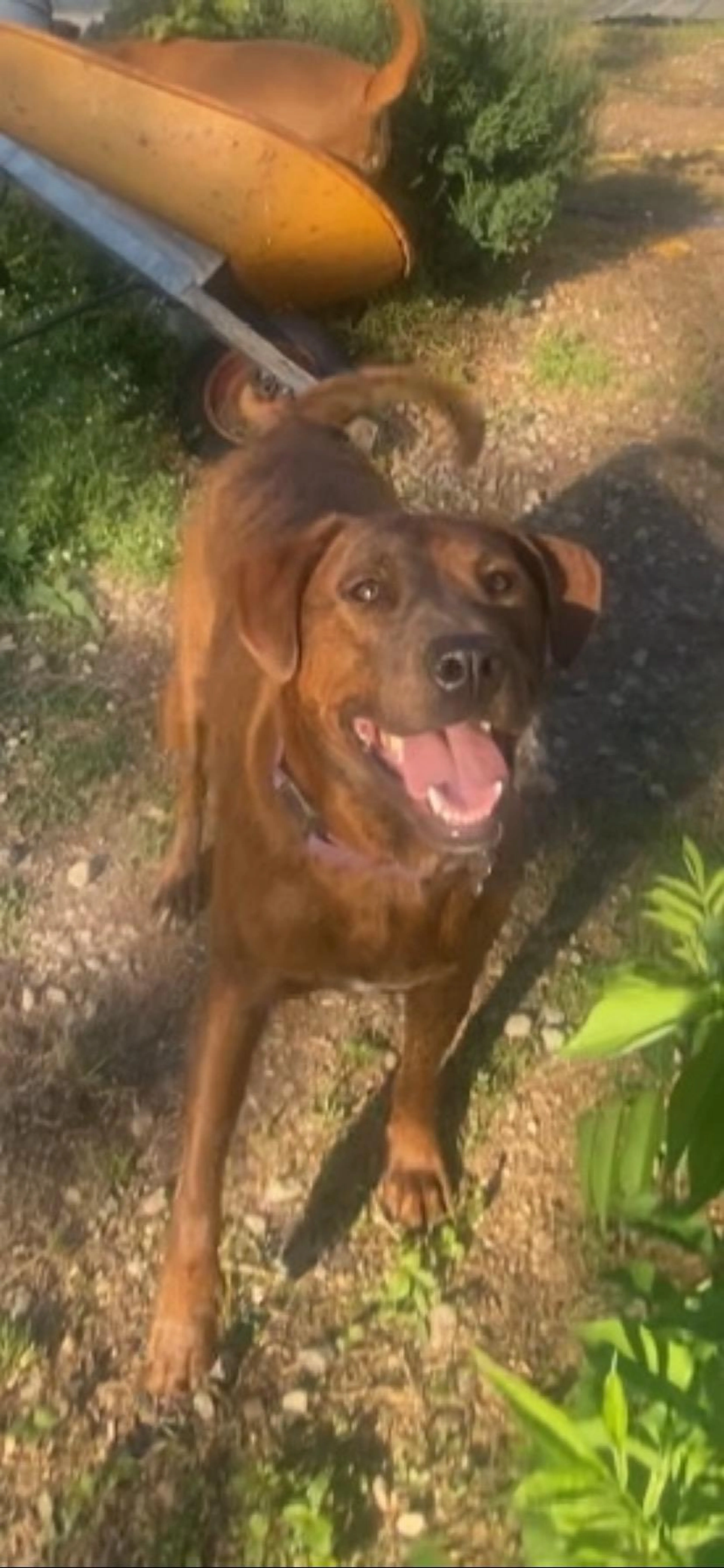 Found pet-2