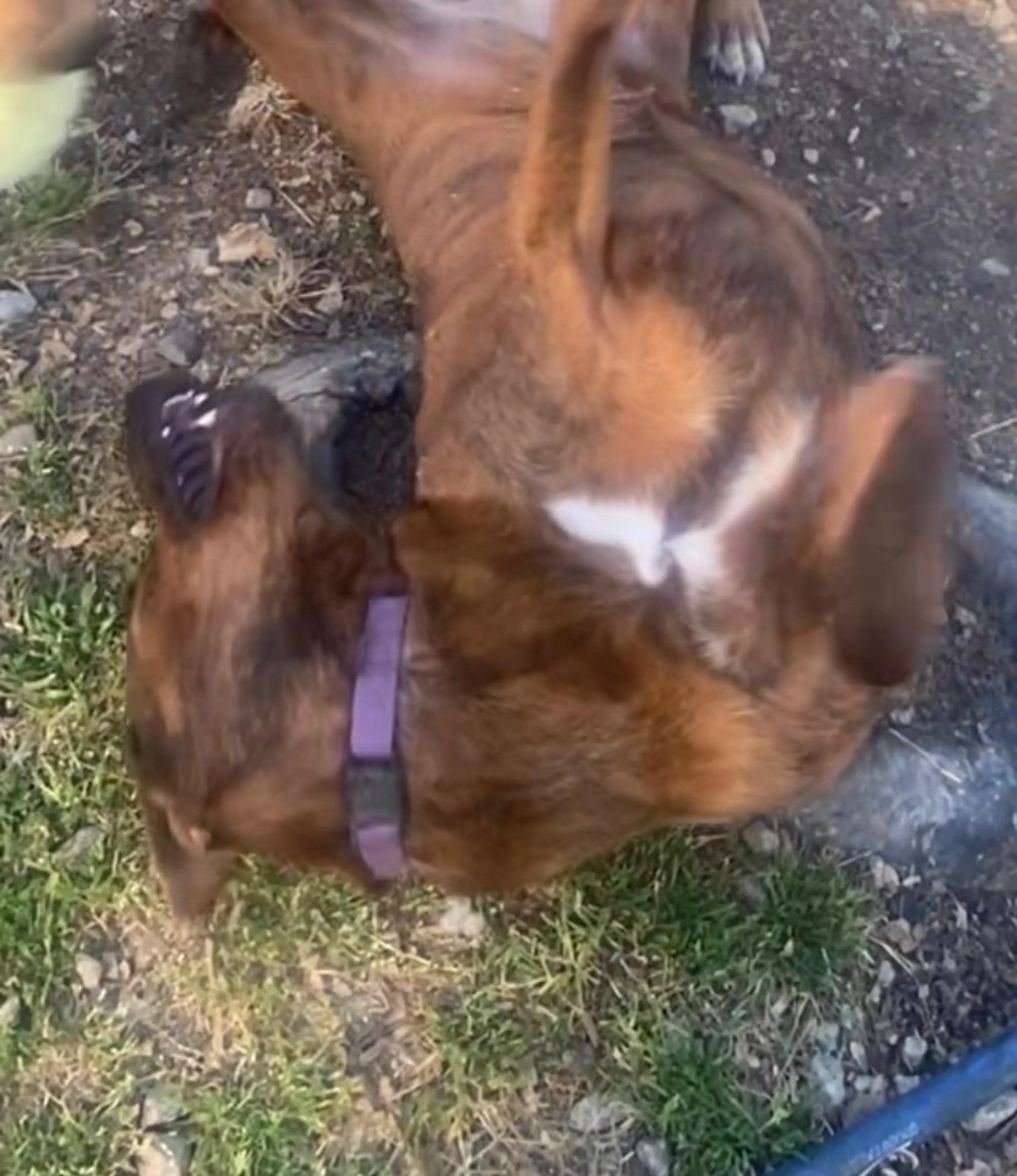 Found pet-5