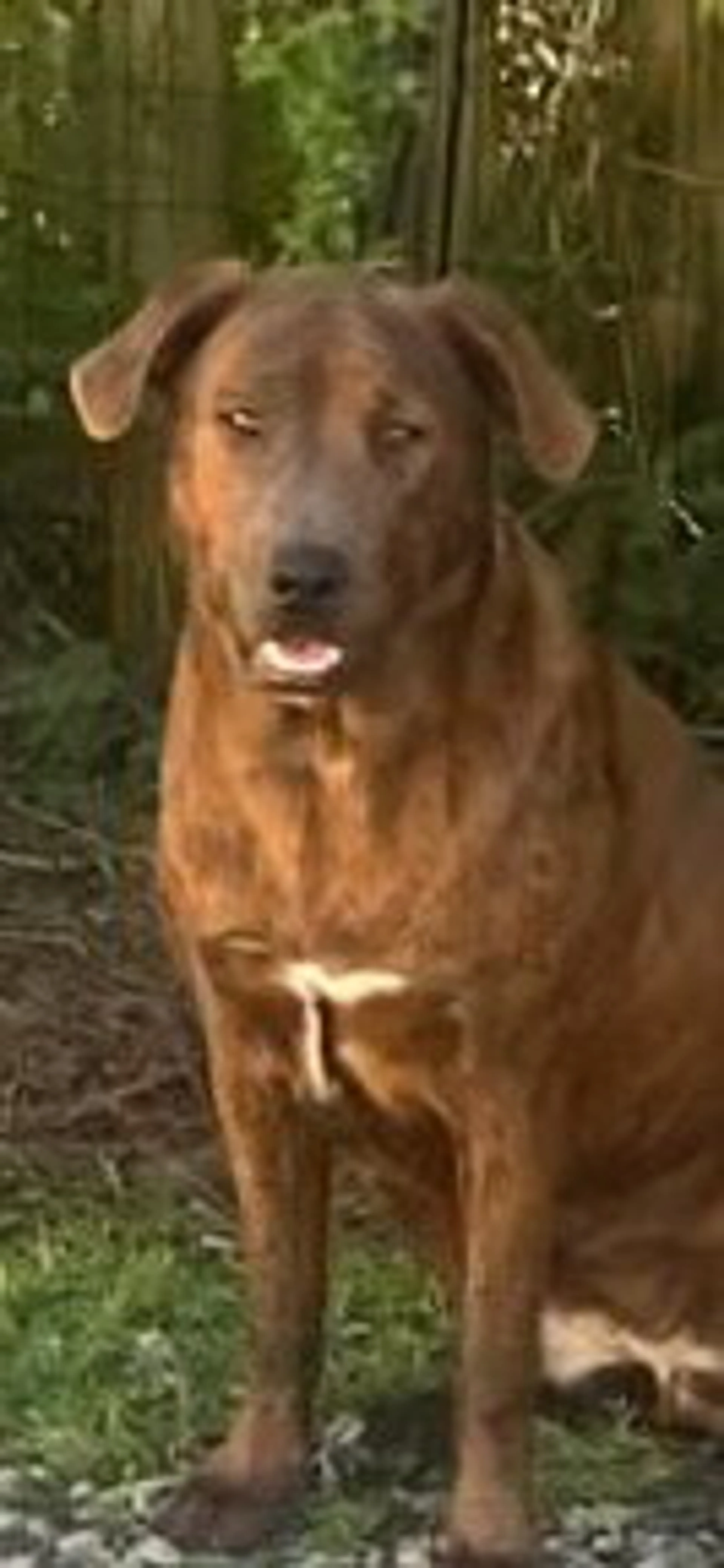 Found pet-3